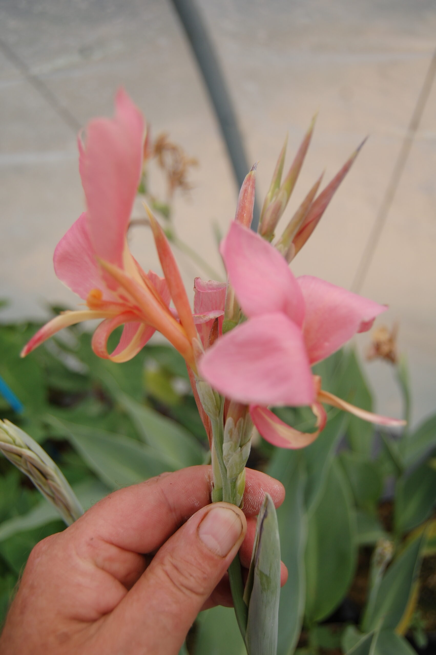 acheter canna Erebus for sale buy on line (32)