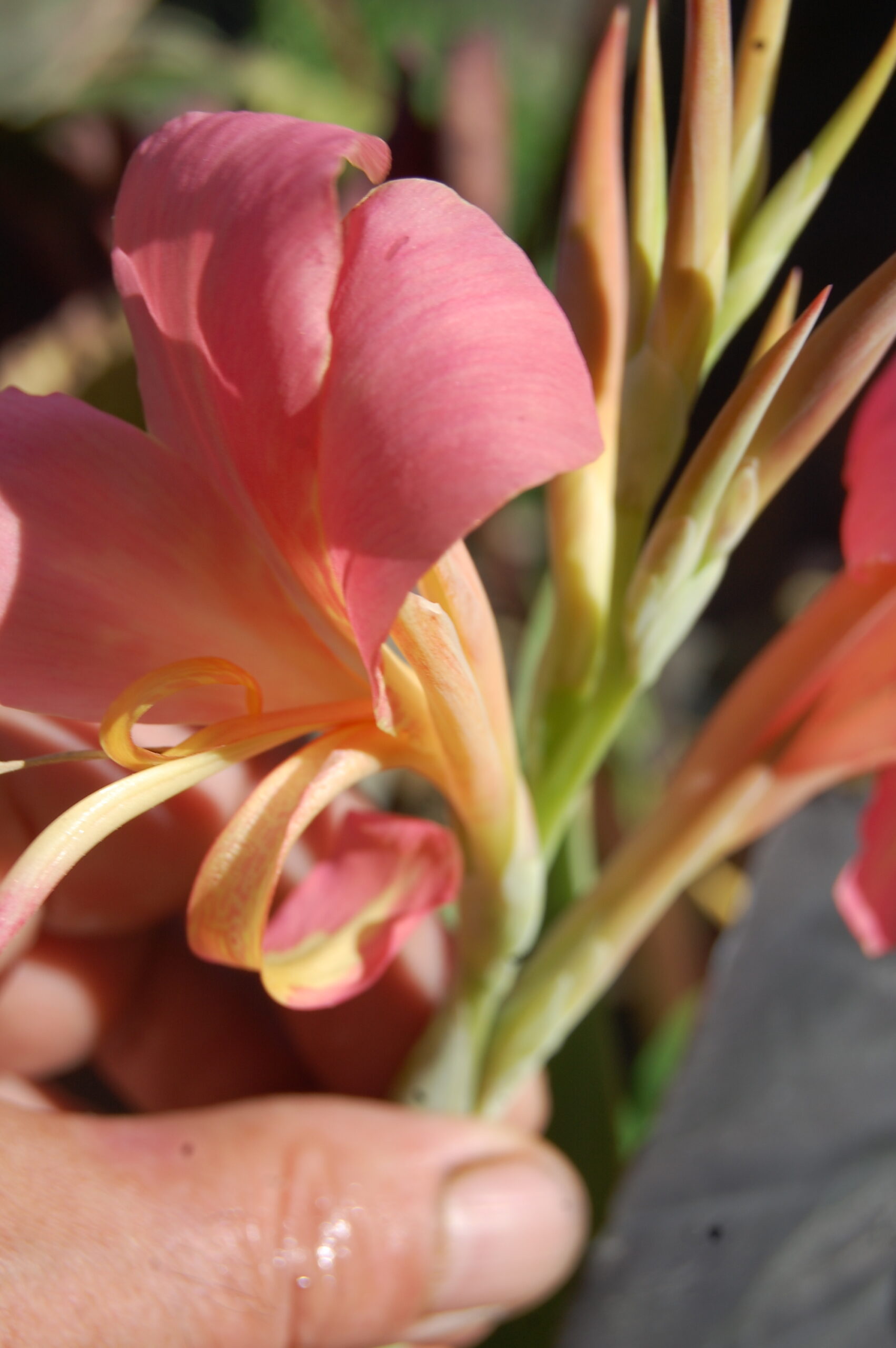 acheter canna Erebus for sale buy on line (5)