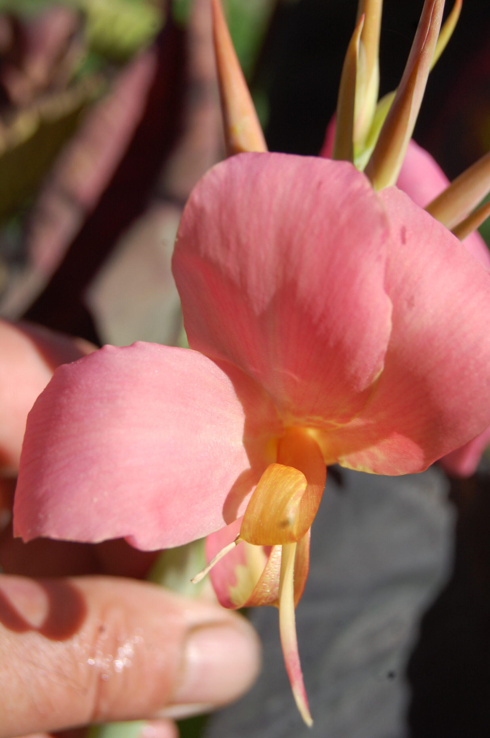 acheter canna Erebus for sale buy on line (7)