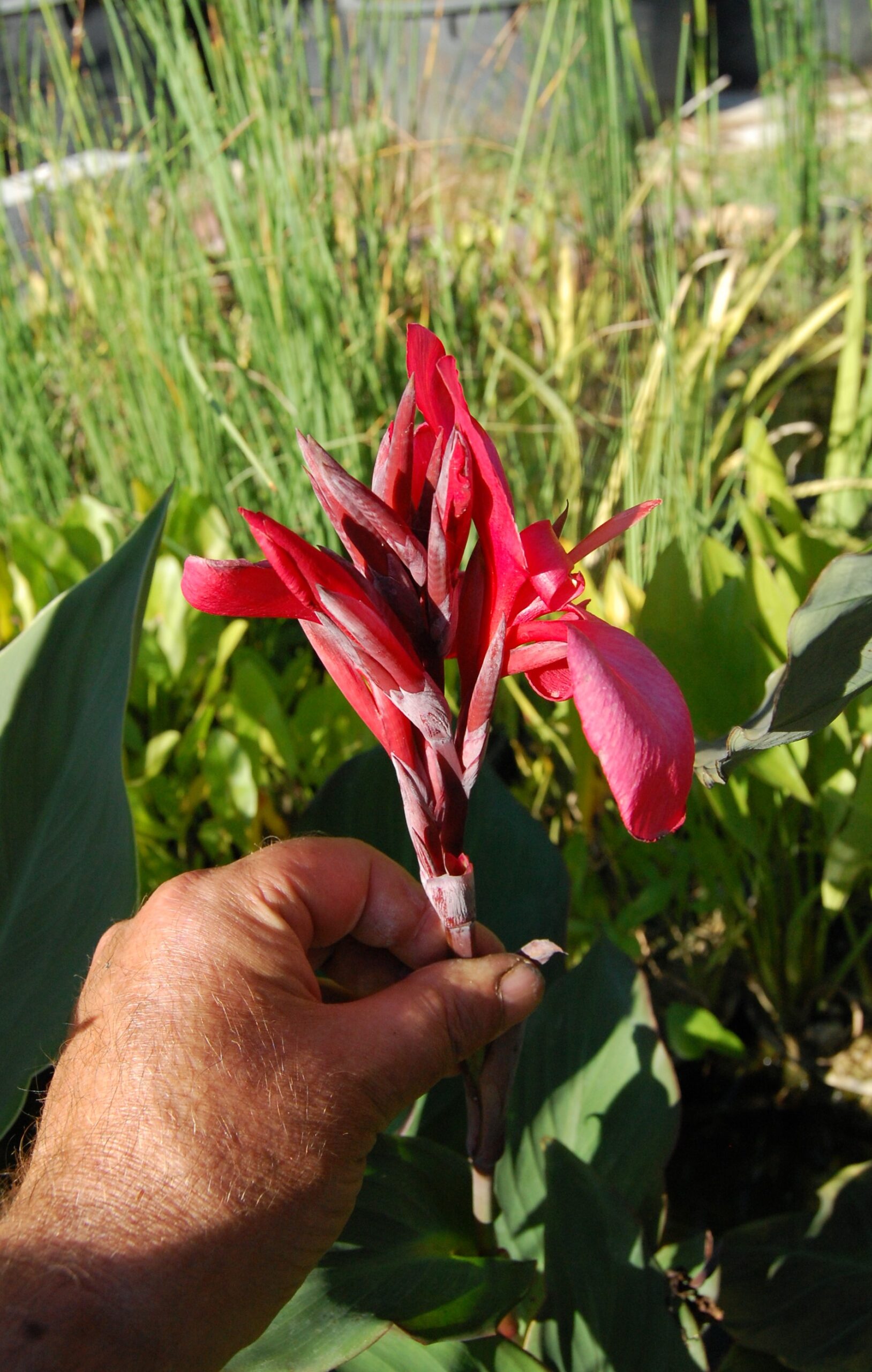 acheter canna Glauca Endeavour for sale buy on line (1)