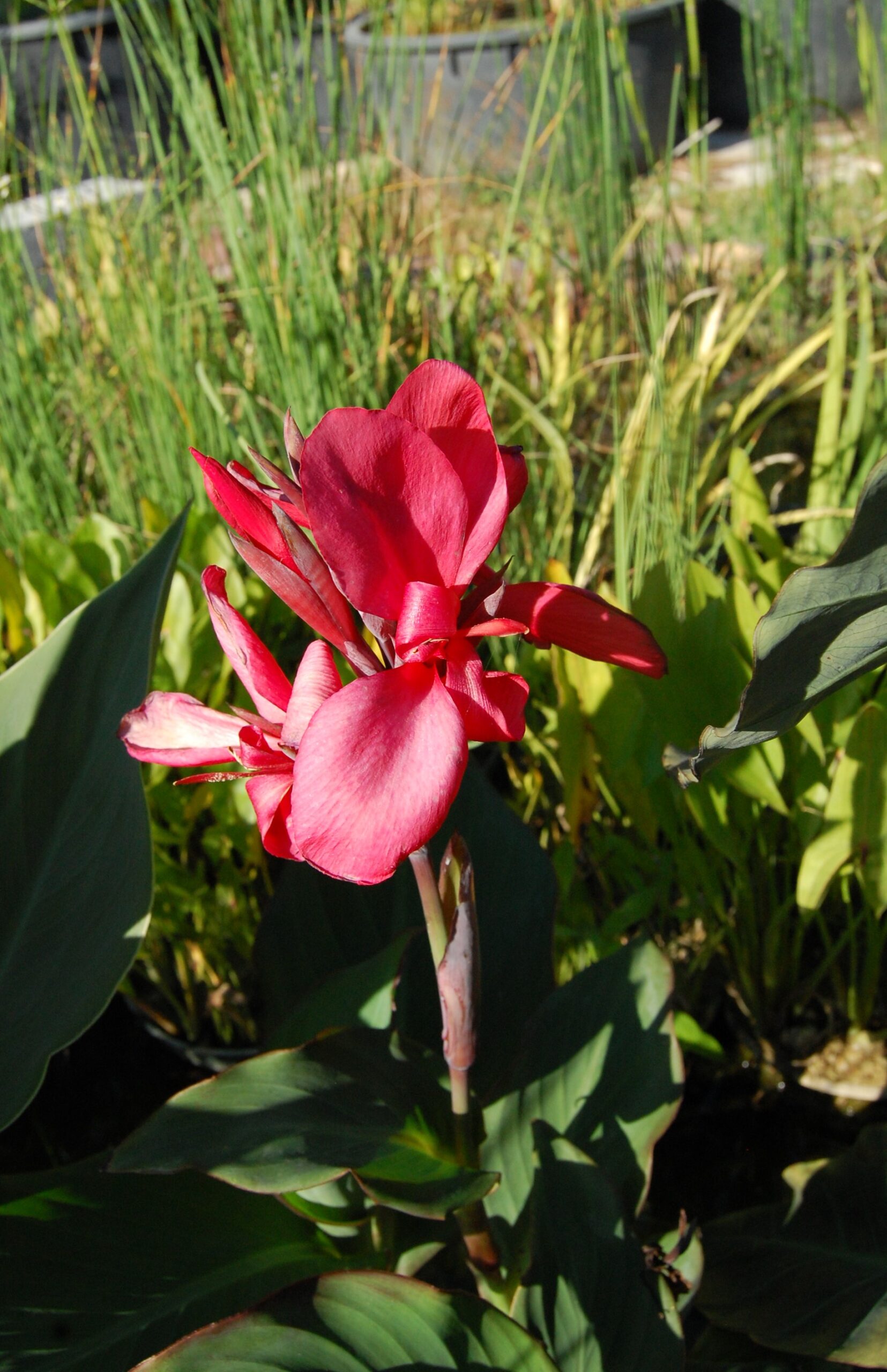acheter canna Glauca Endeavour for sale buy on line (10)