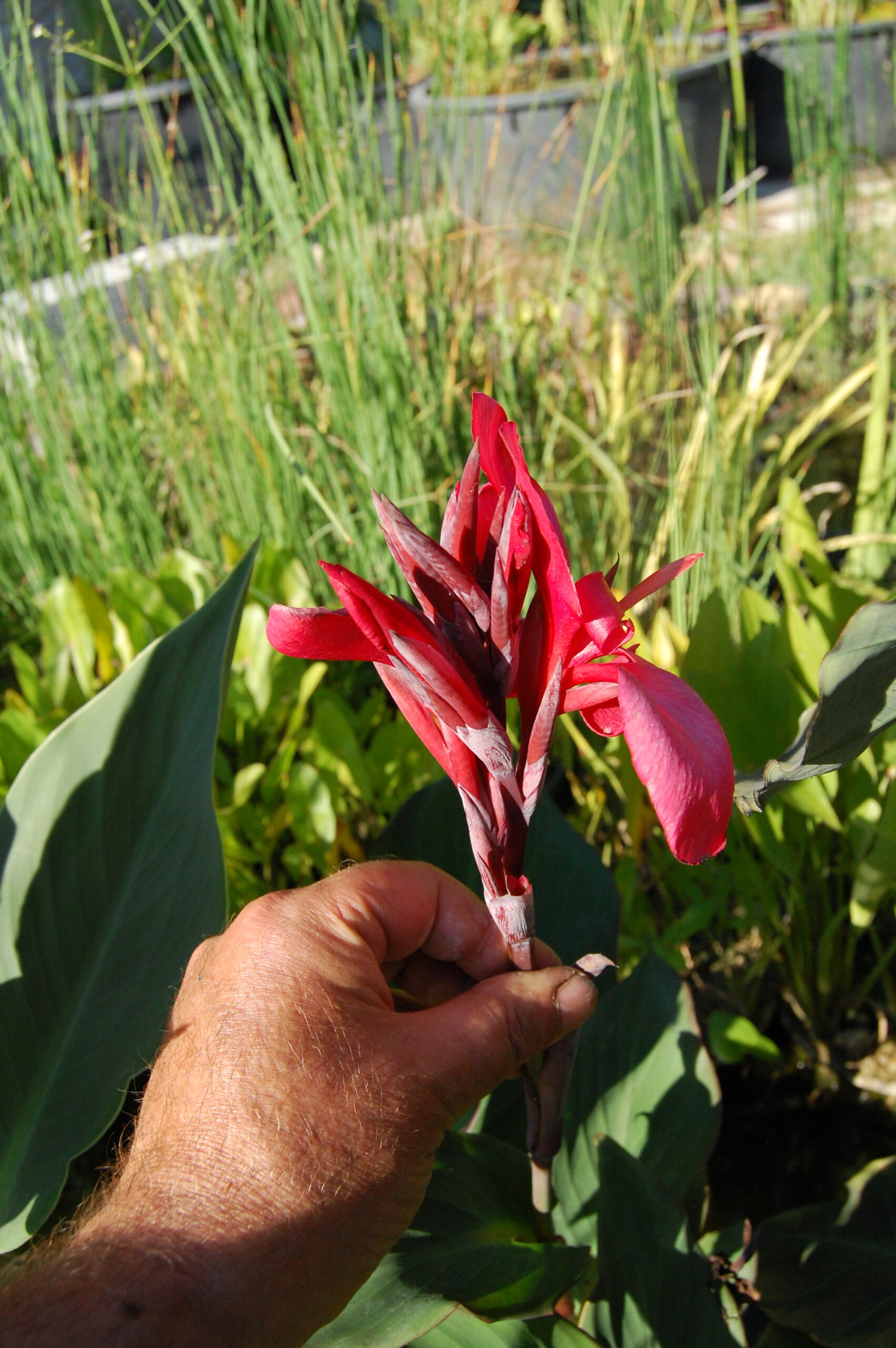 acheter canna Glauca Endeavour for sale buy on line (16)