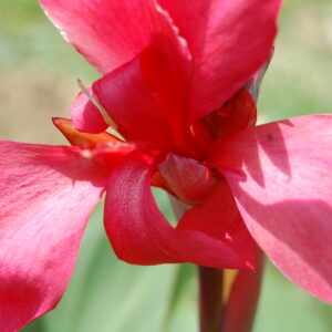 acheter canna Glauca Endeavour for sale buy on line (2)