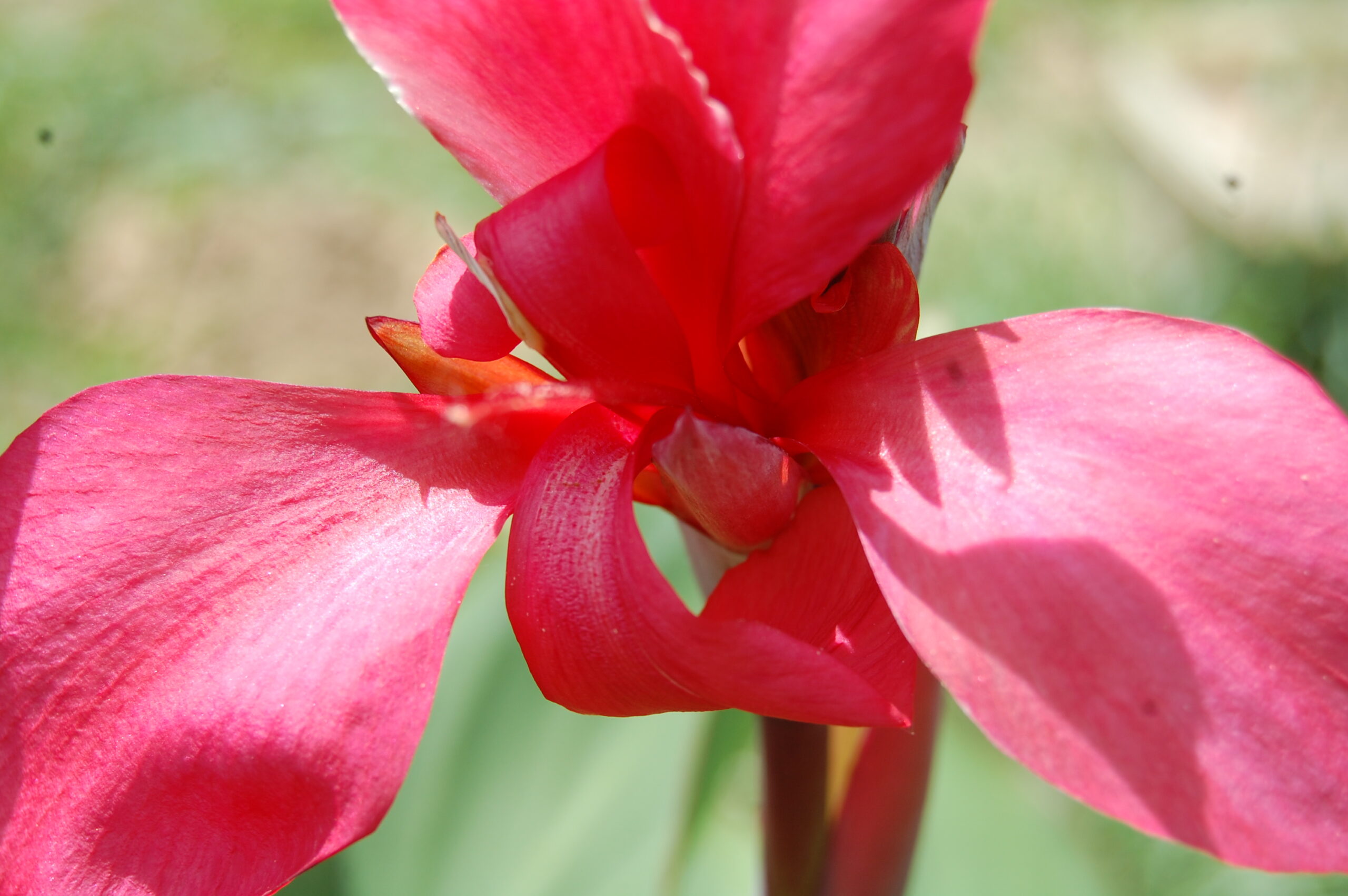acheter canna Glauca Endeavour for sale buy on line (2)