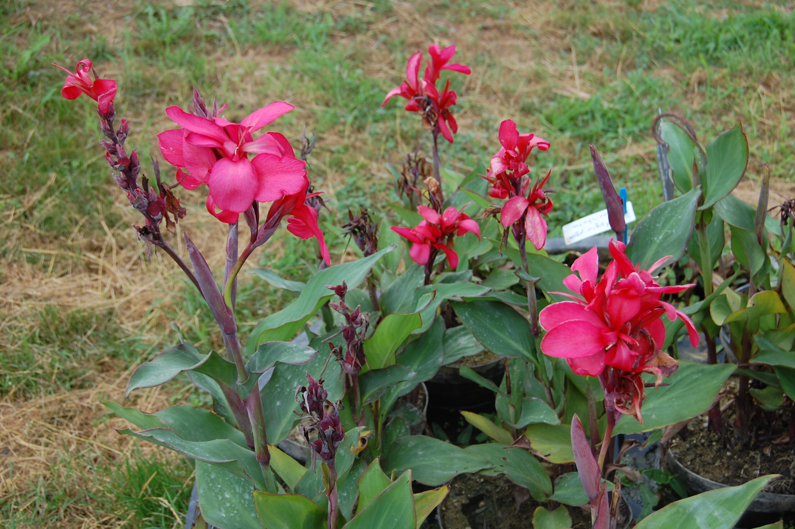acheter canna Glauca Endeavour for sale buy on line (5)