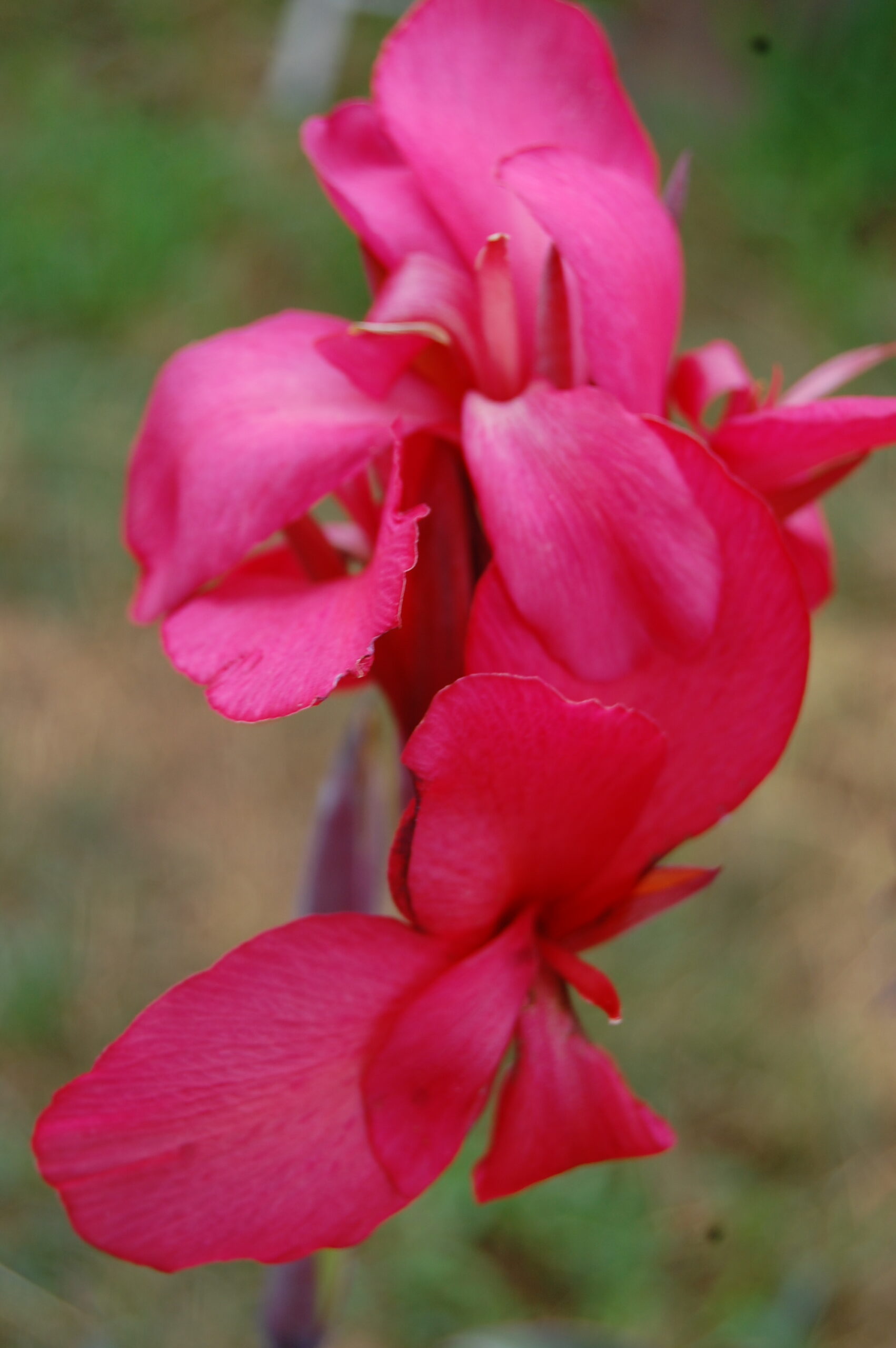 acheter canna Glauca Endeavour for sale buy on line (6)