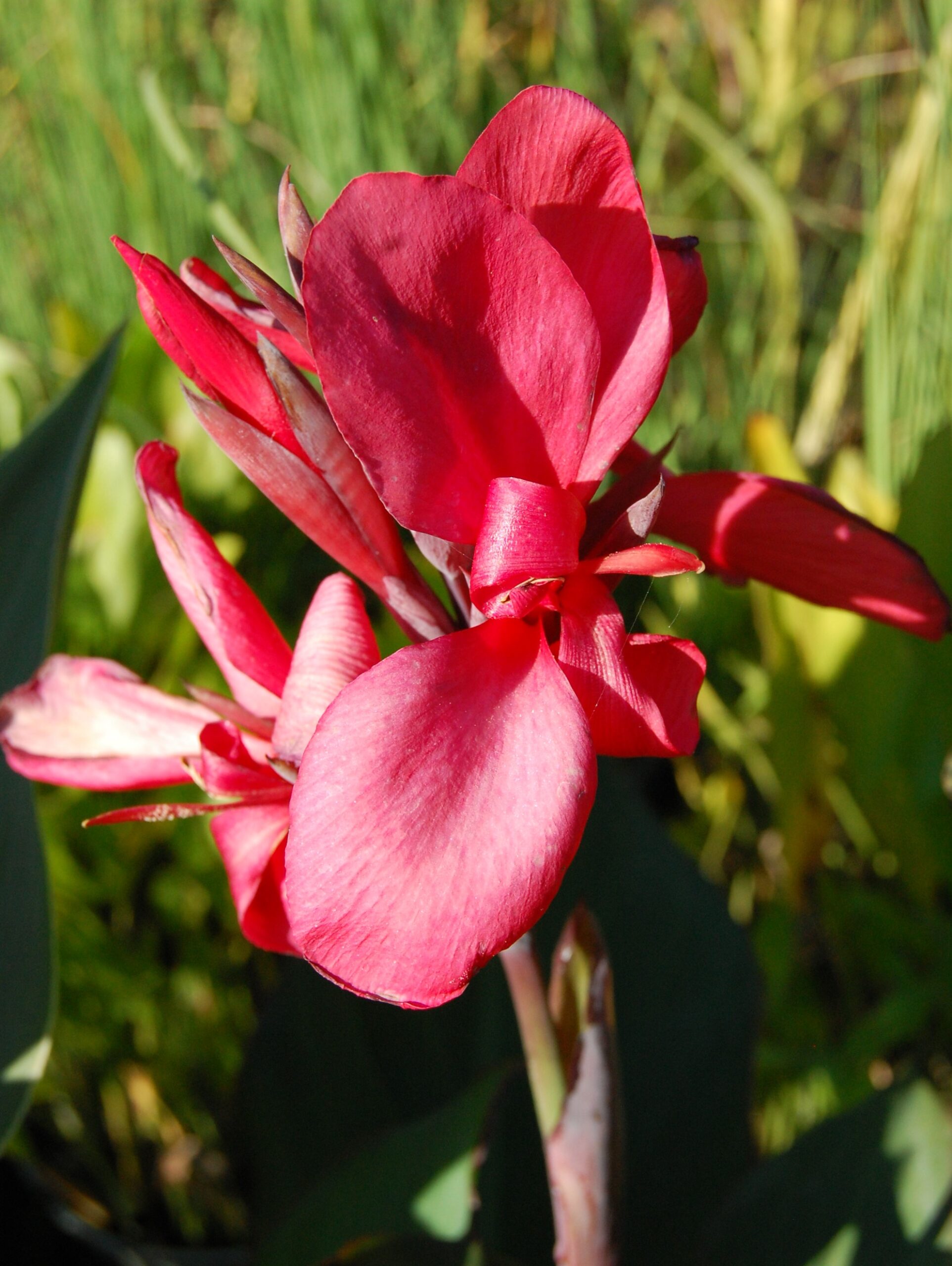 acheter canna Glauca Endeavour for sale buy on line (8)