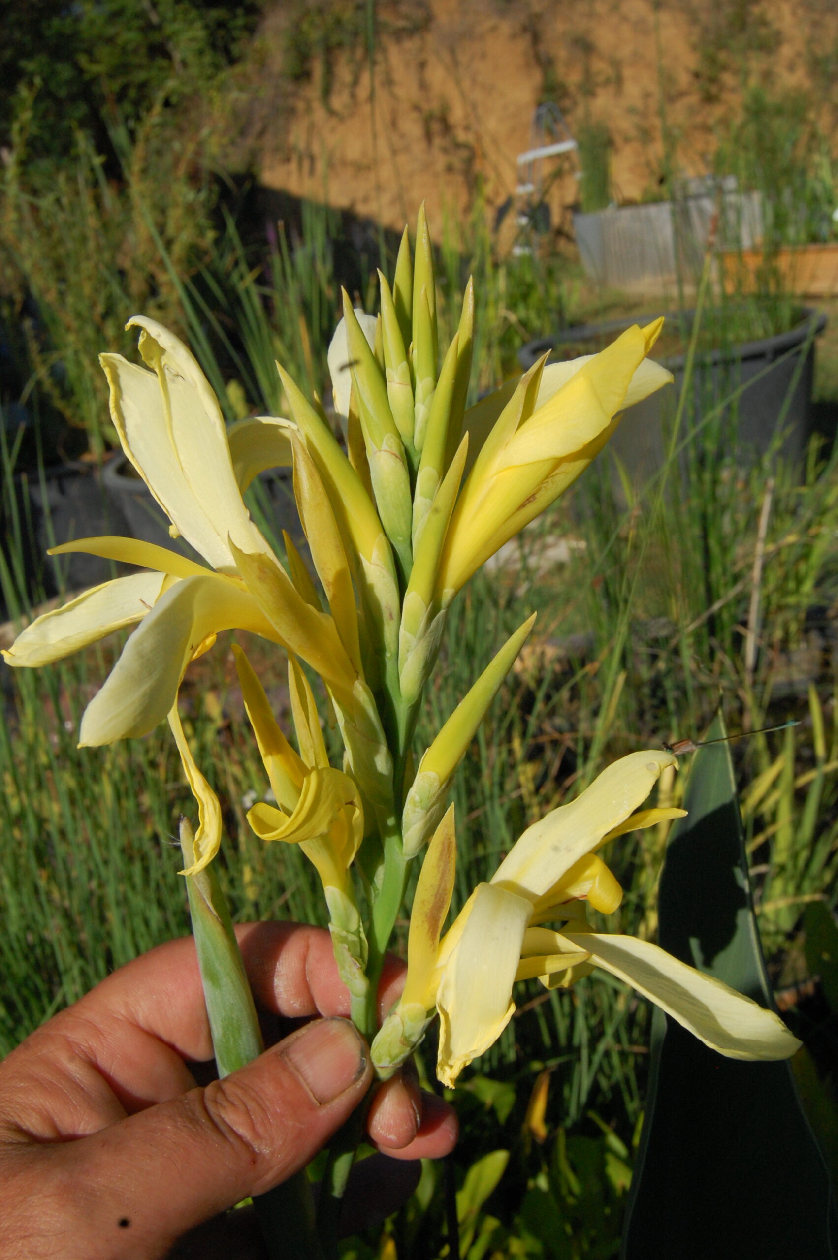 acheter canna Glauca Ra for sale buy on line (1)