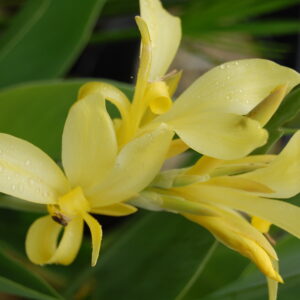 acheter canna Glauca Ra for sale buy on line (10)