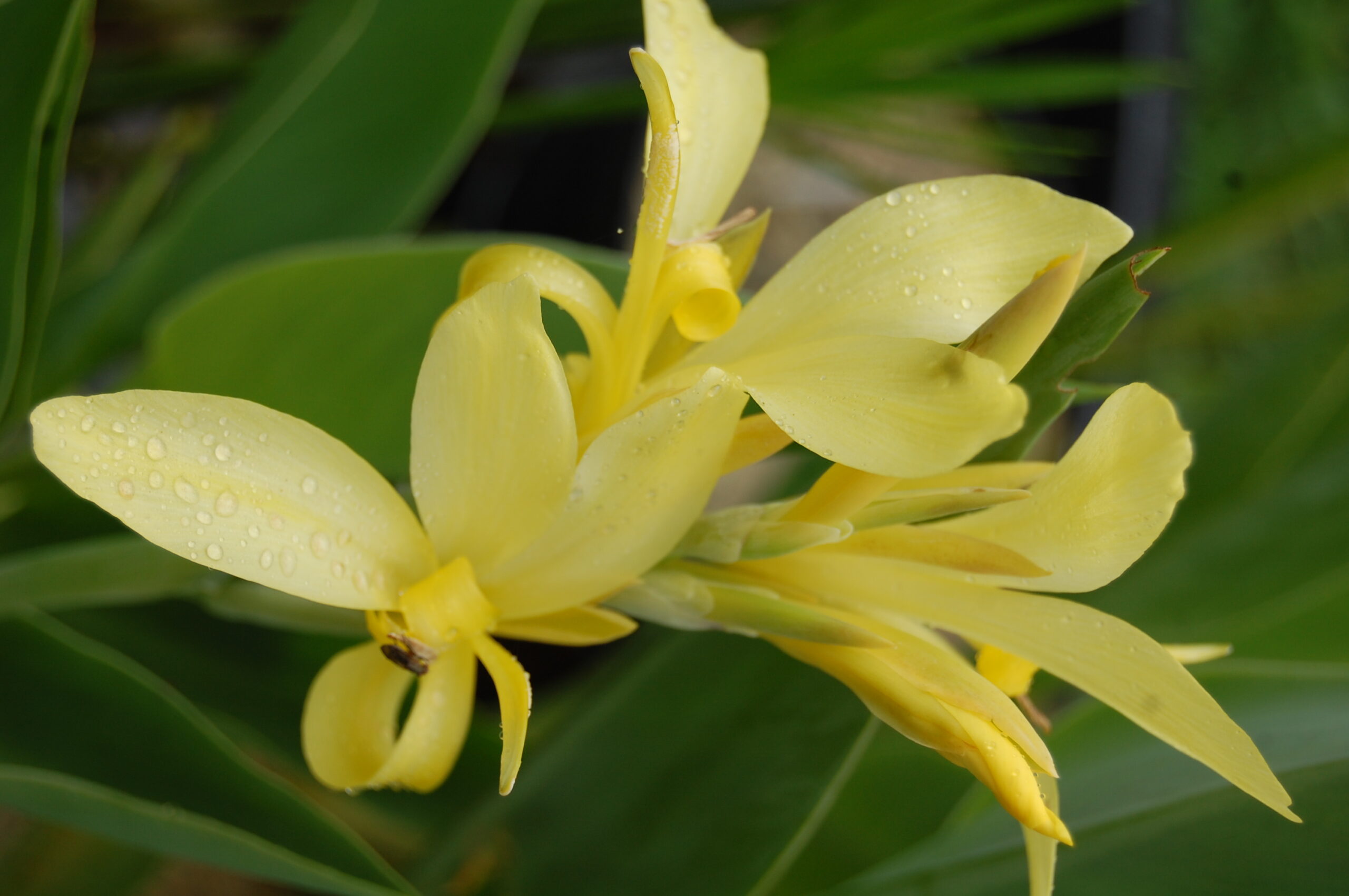 acheter canna Glauca Ra for sale buy on line (10)