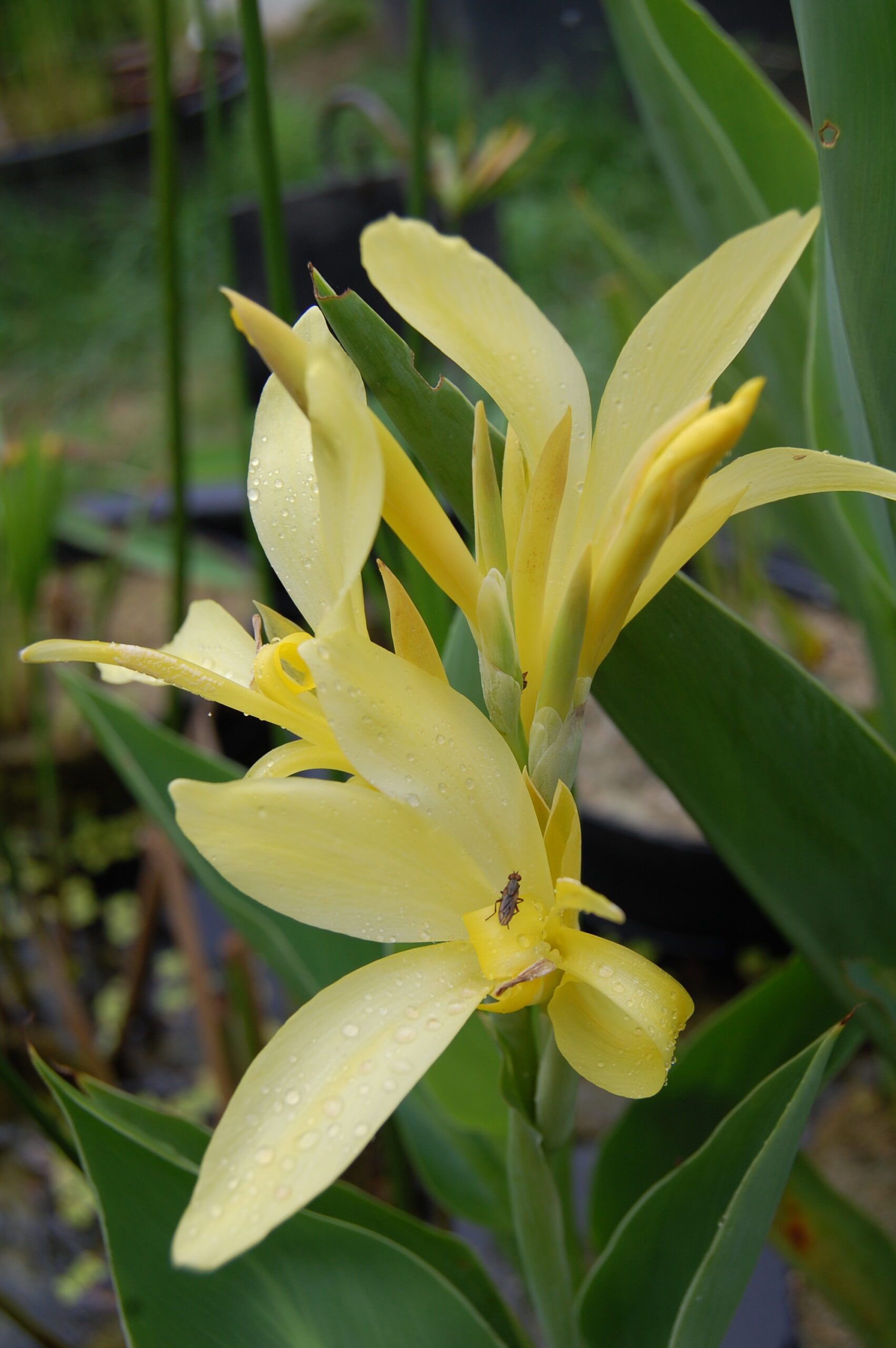 acheter canna Glauca Ra for sale buy on line (13)