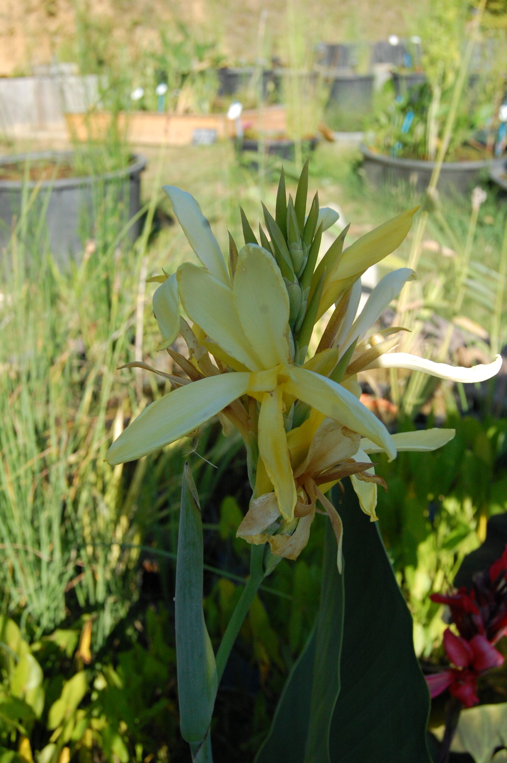 acheter canna Glauca Ra for sale buy on line (15)