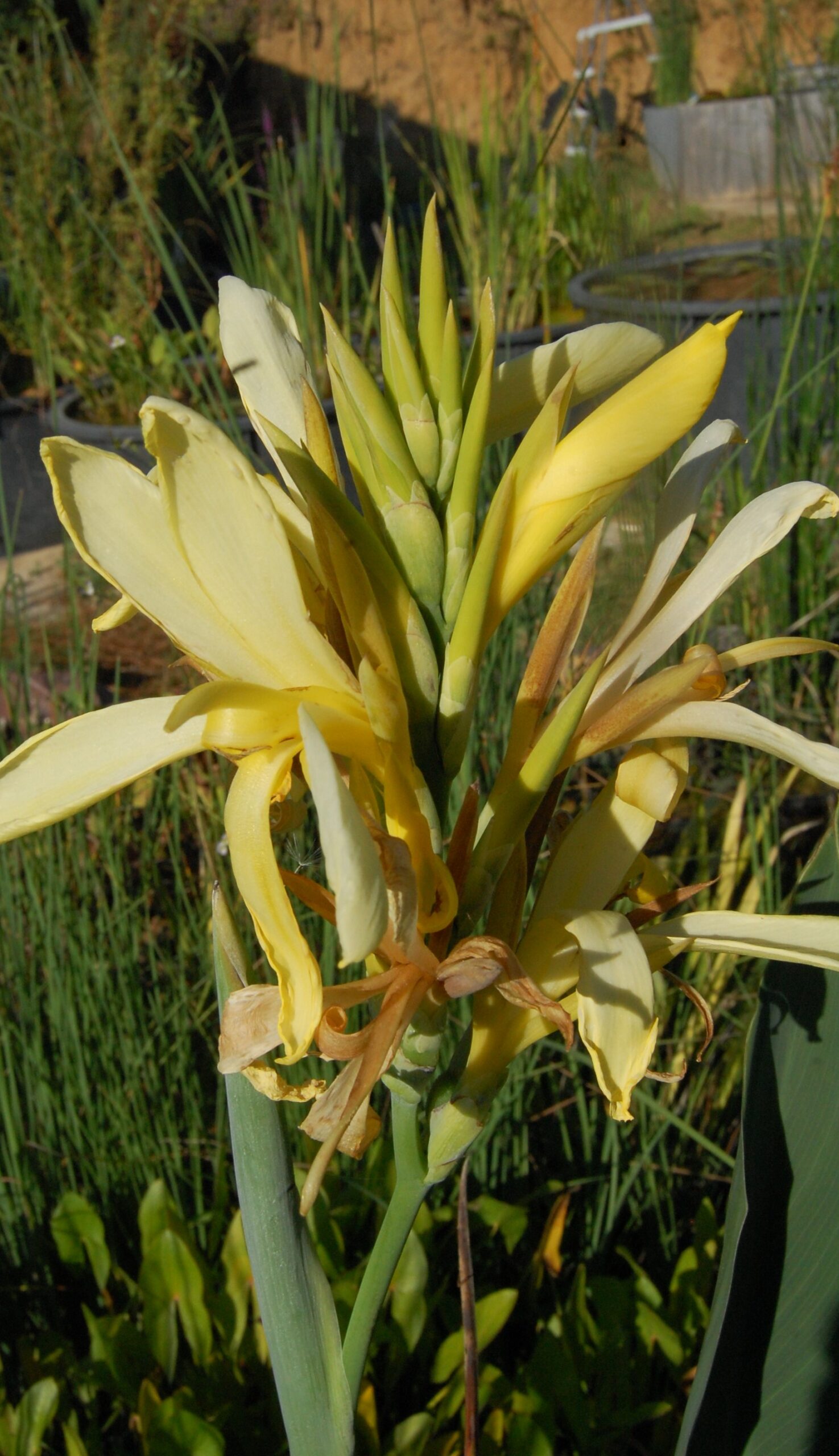 acheter canna Glauca Ra for sale buy on line (16)