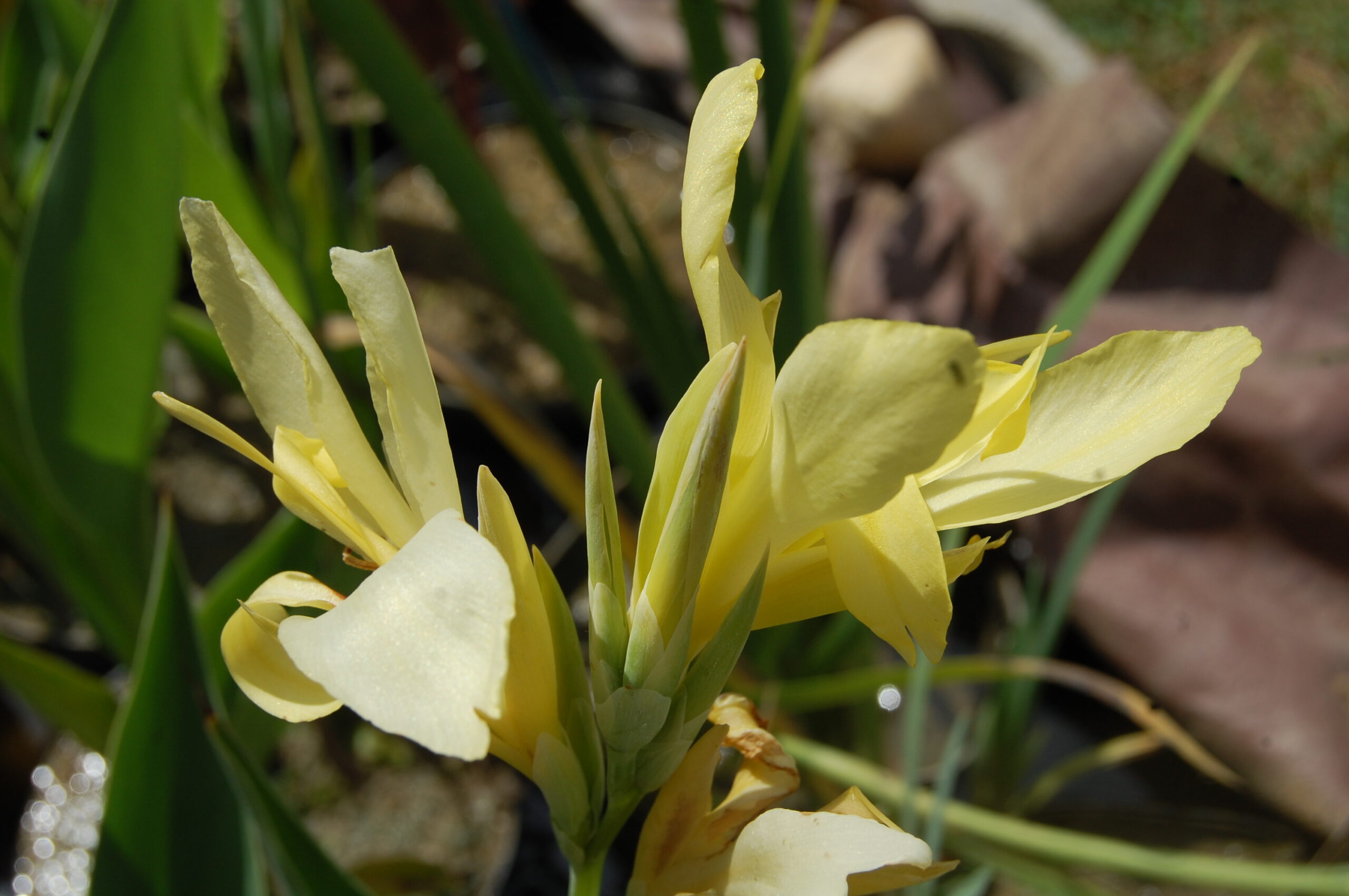 acheter canna Glauca Ra for sale buy on line (2)