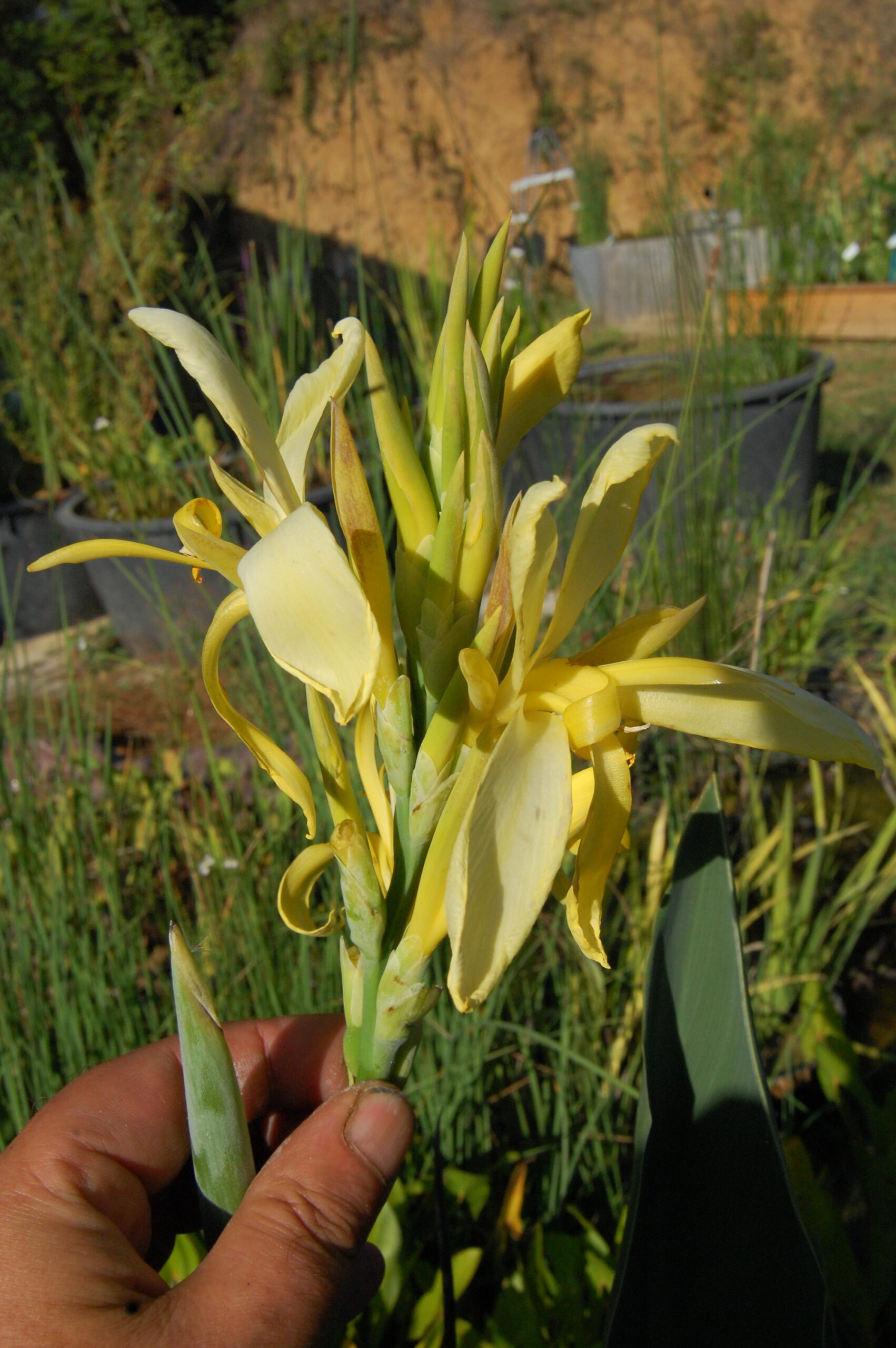 acheter canna Glauca Ra for sale buy on line (21)