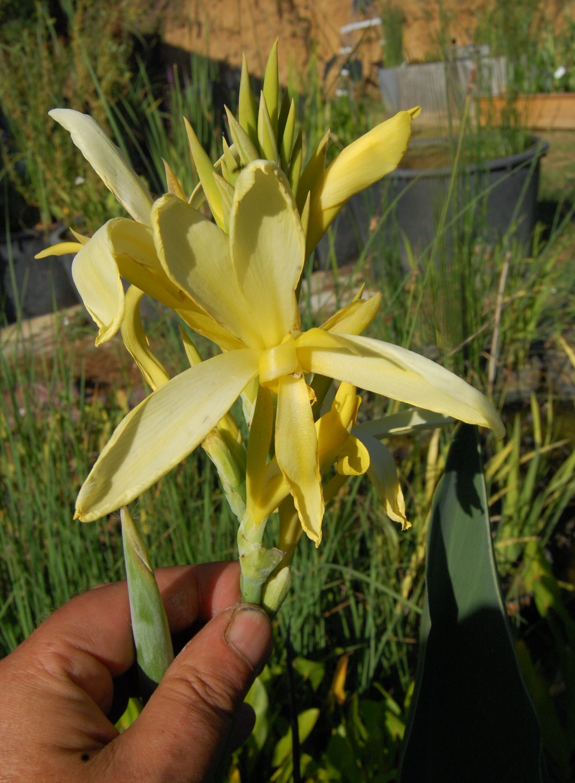 acheter canna Glauca Ra for sale buy on line (22)