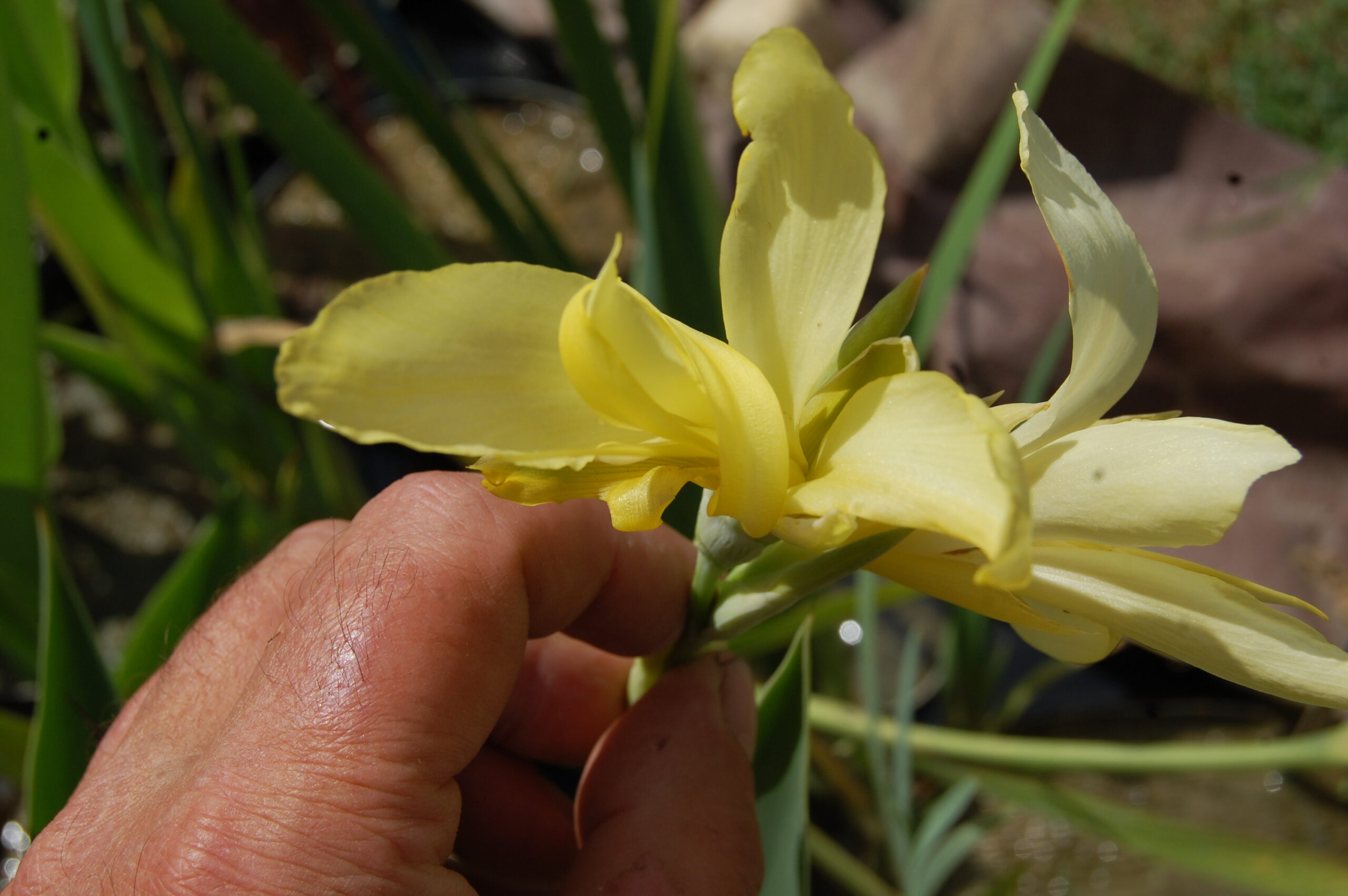 acheter canna Glauca Ra for sale buy on line (3)