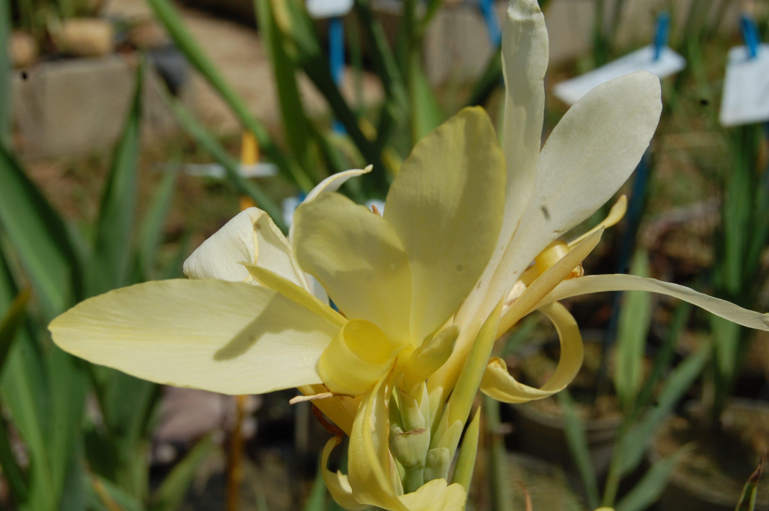 acheter canna Glauca Ra for sale buy on line (6)