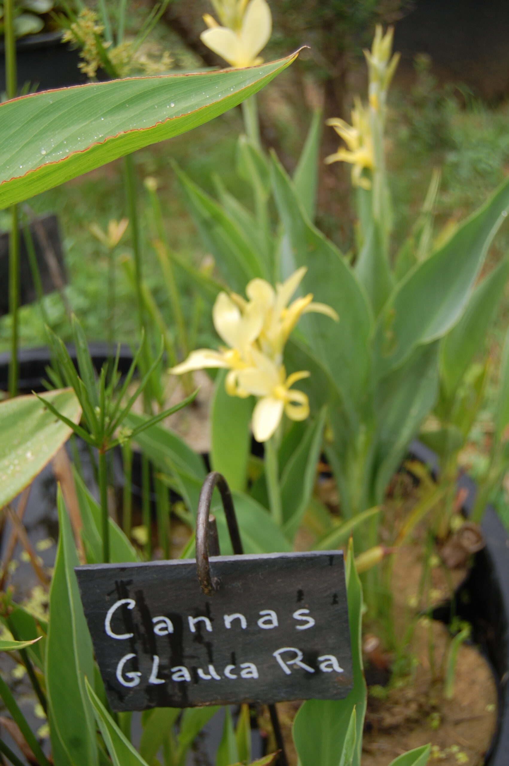 acheter canna Glauca Ra for sale buy on line (7)