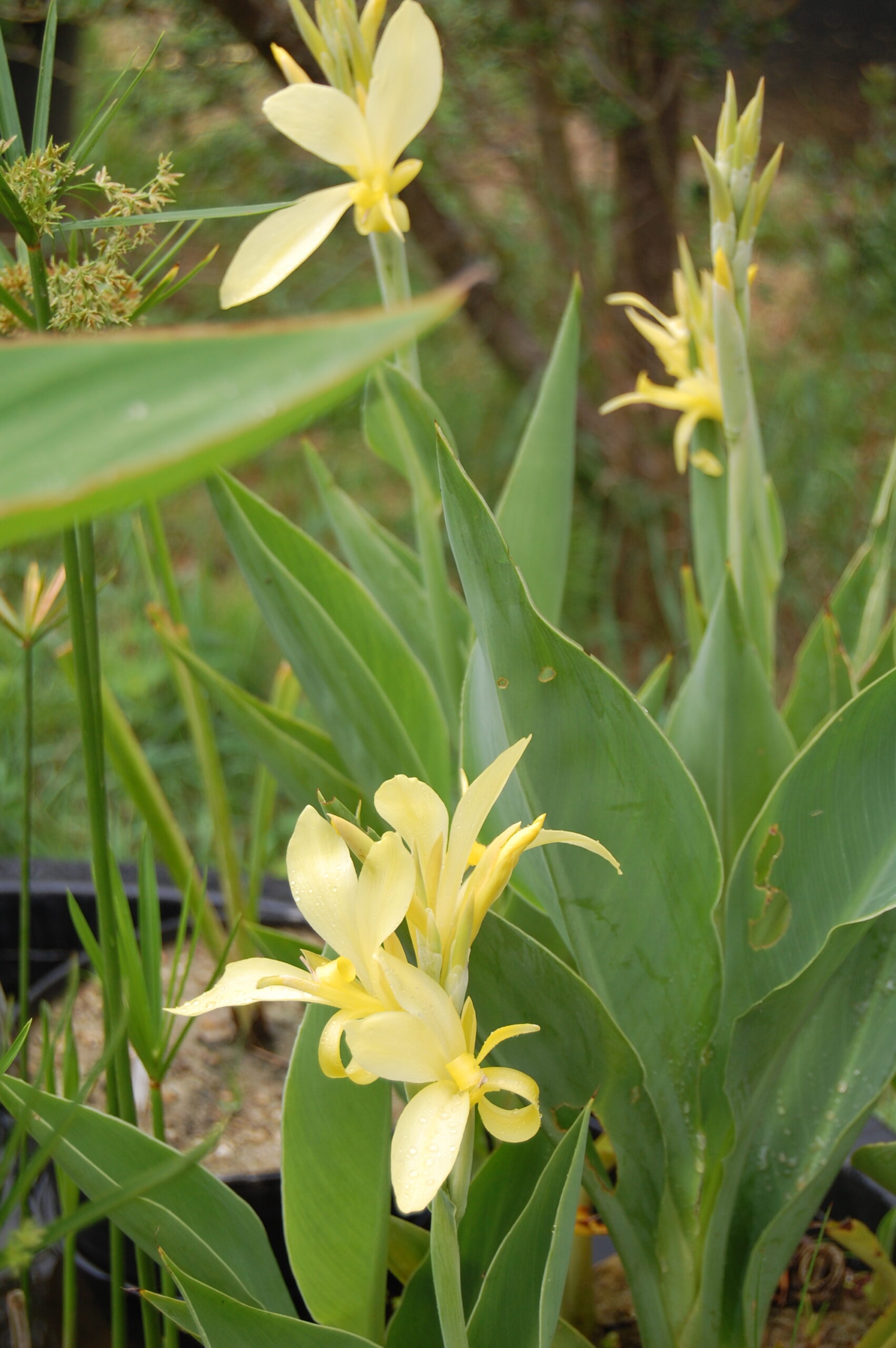 acheter canna Glauca Ra for sale buy on line (8)