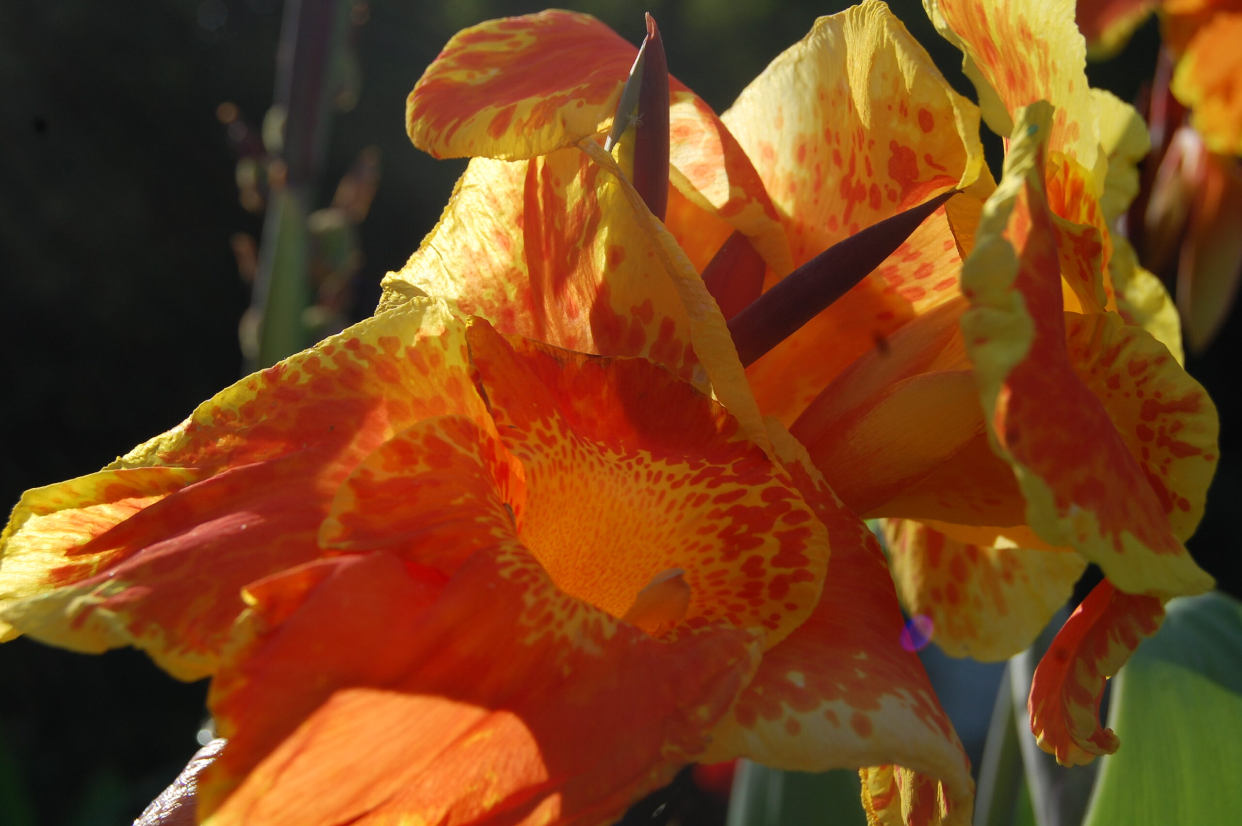 acheter canna King Humbert for sale buy on line (1)
