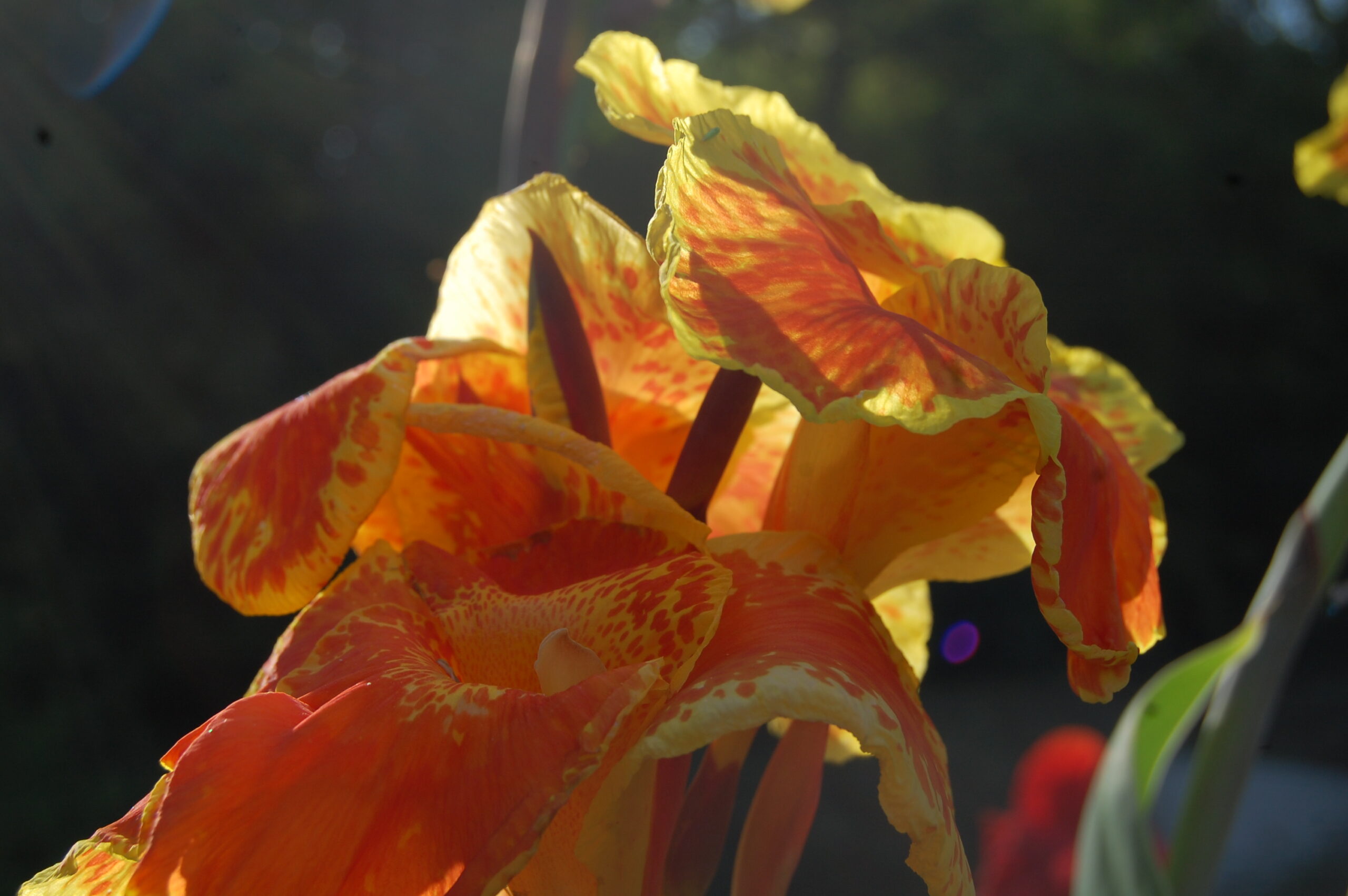 acheter canna King Humbert for sale buy on line (10)
