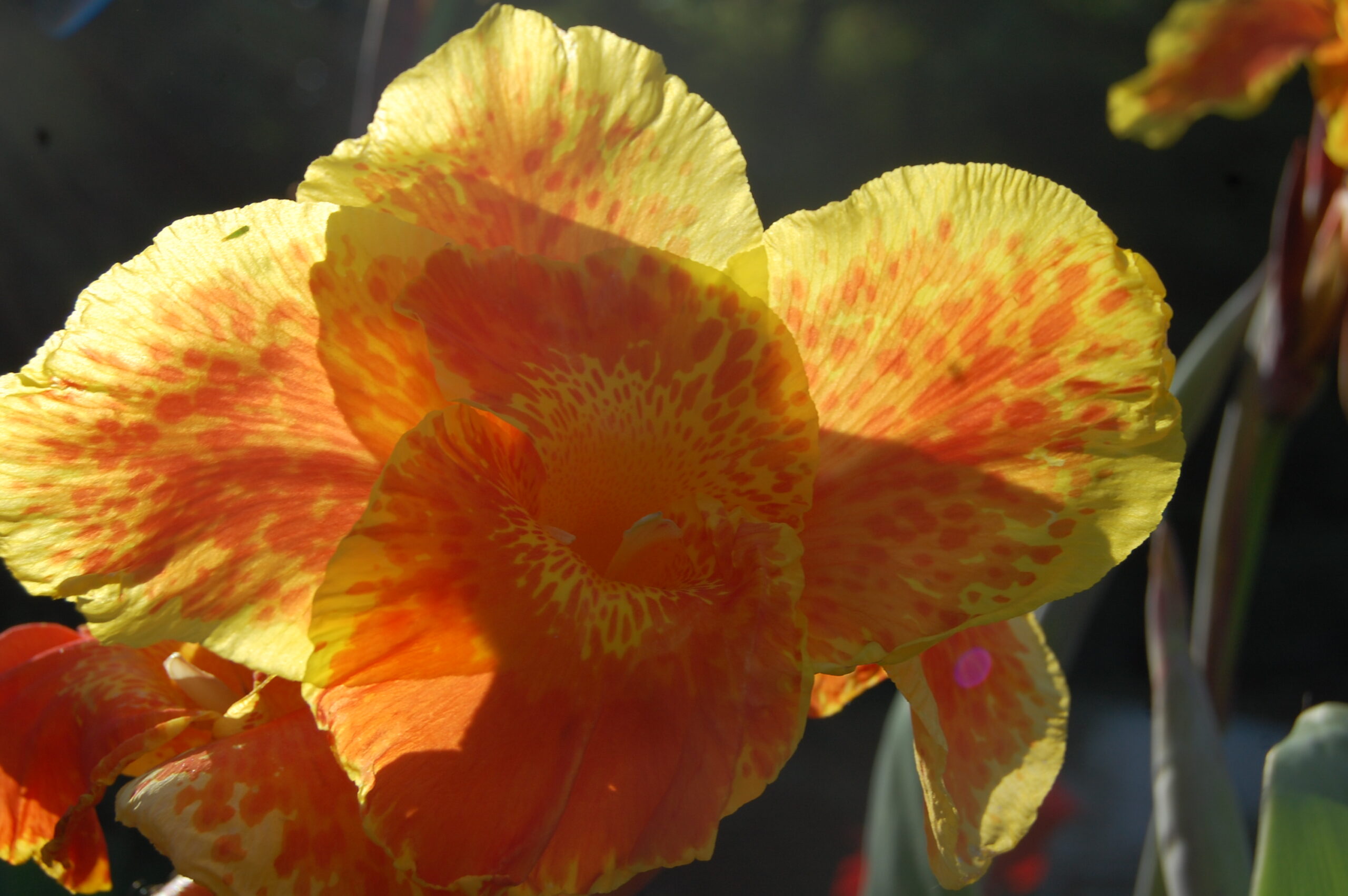 acheter canna King Humbert for sale buy on line (11)