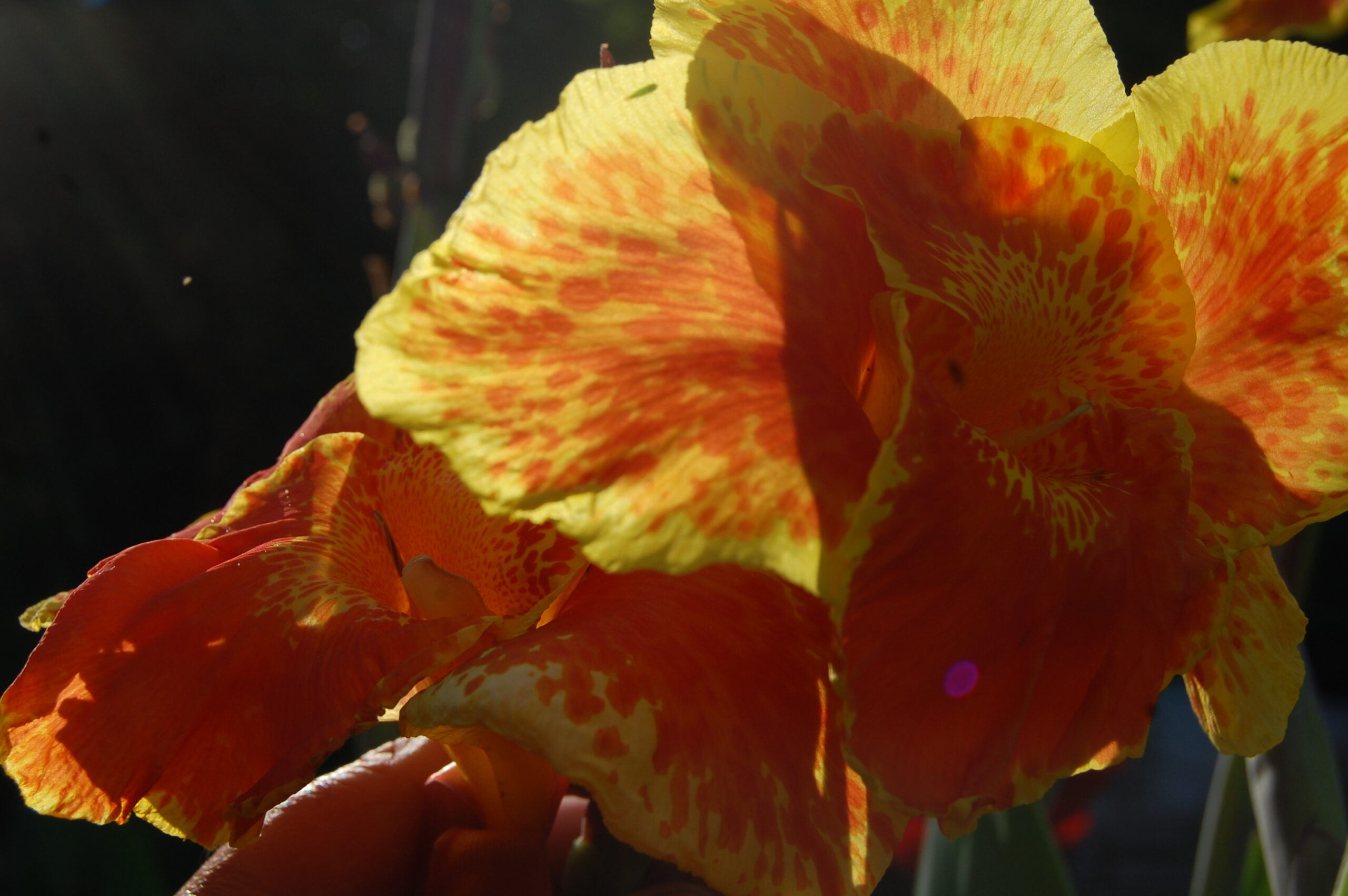 acheter canna King Humbert for sale buy on line (15)