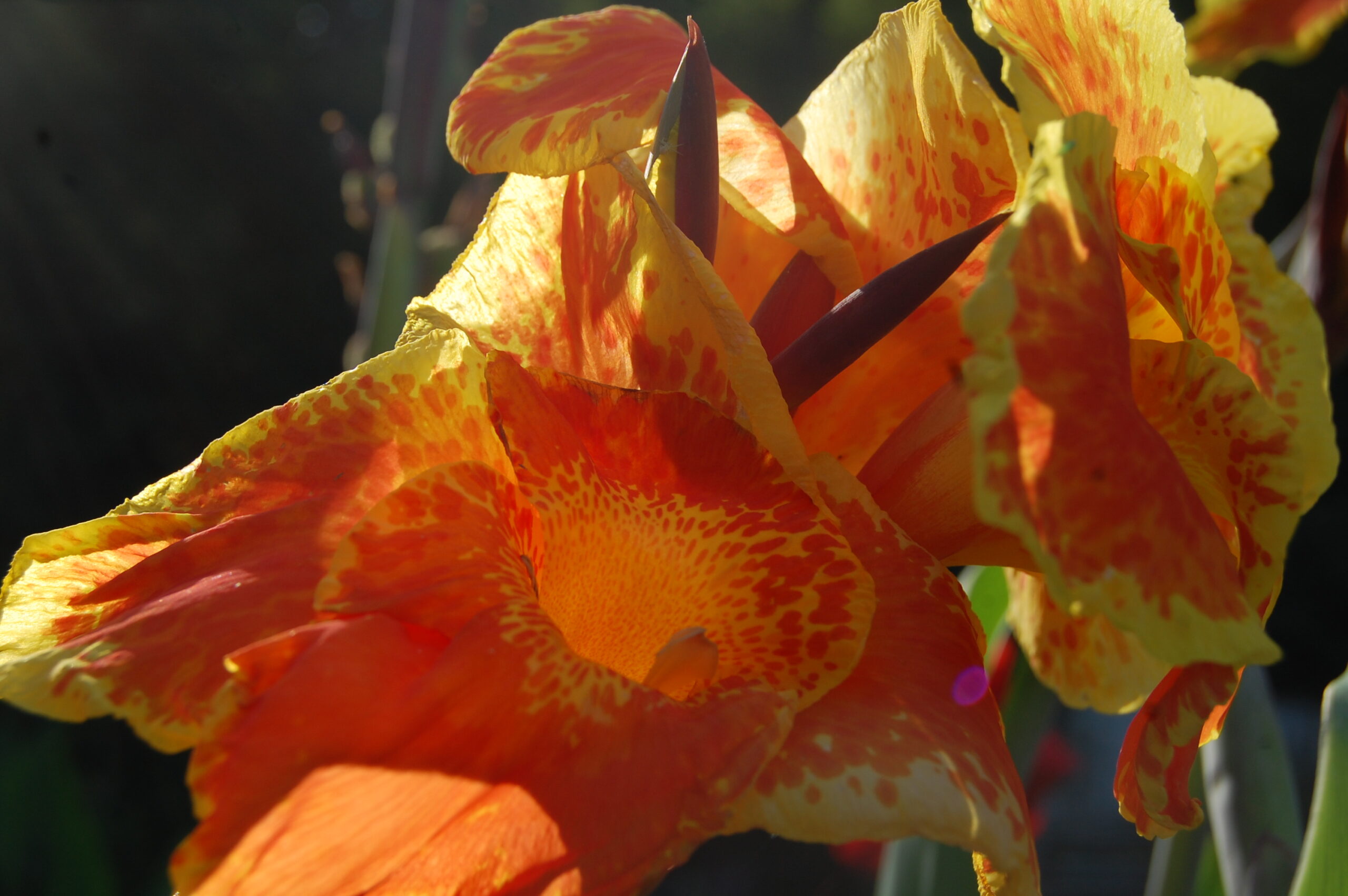 acheter canna King Humbert for sale buy on line (16)