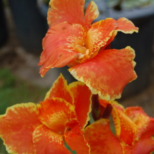 acheter canna King Humbert for sale buy on line (5)