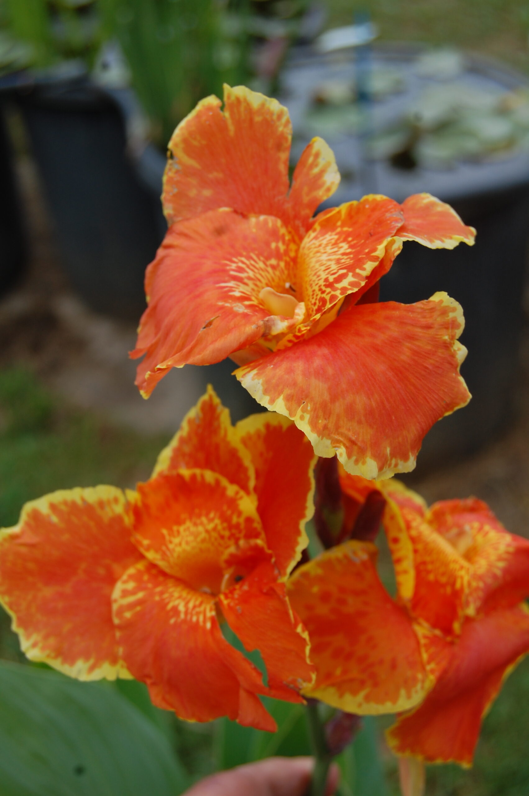 acheter canna King Humbert for sale buy on line (5)