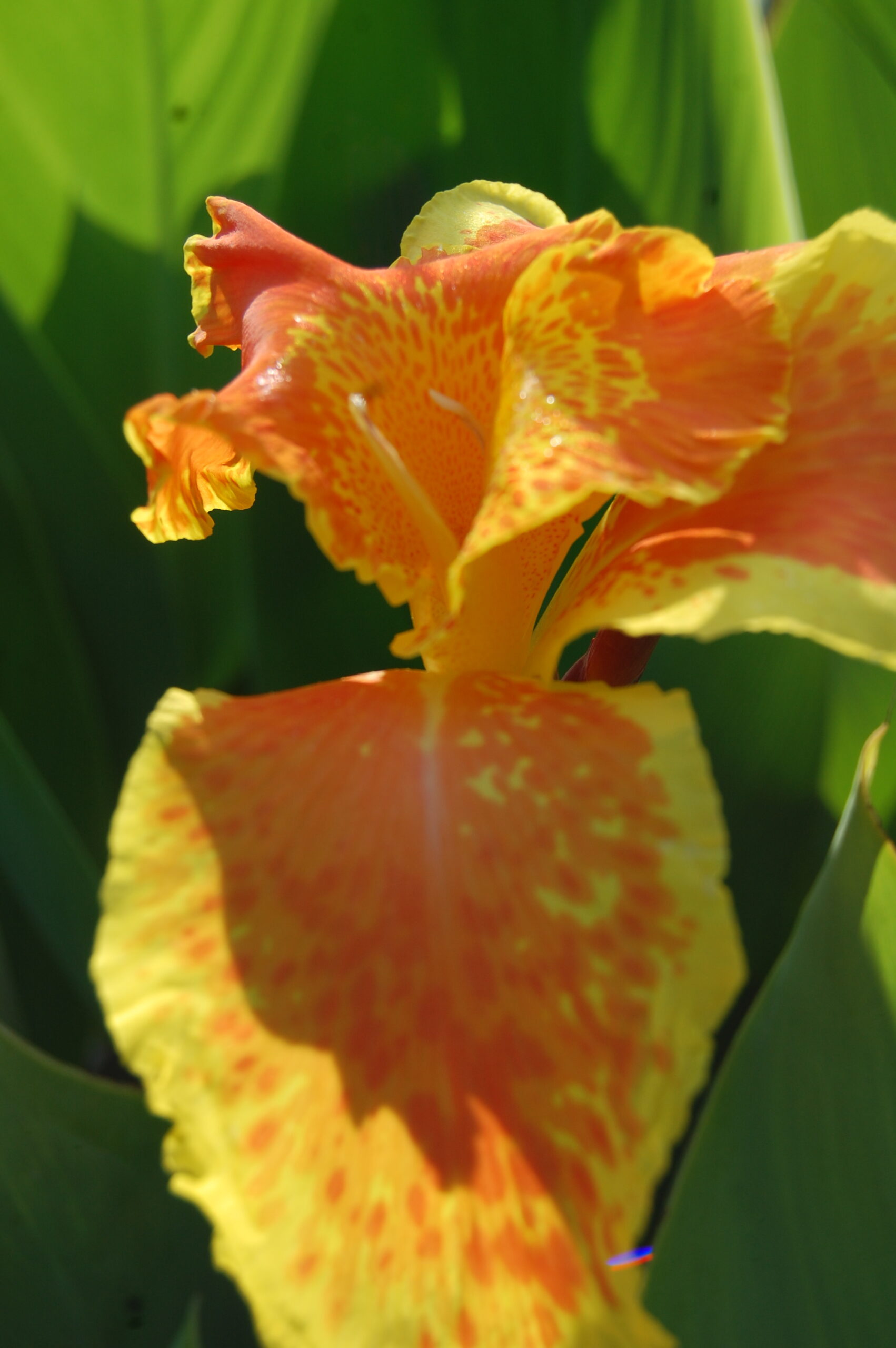 acheter canna King Humbert for sale buy on line (9)