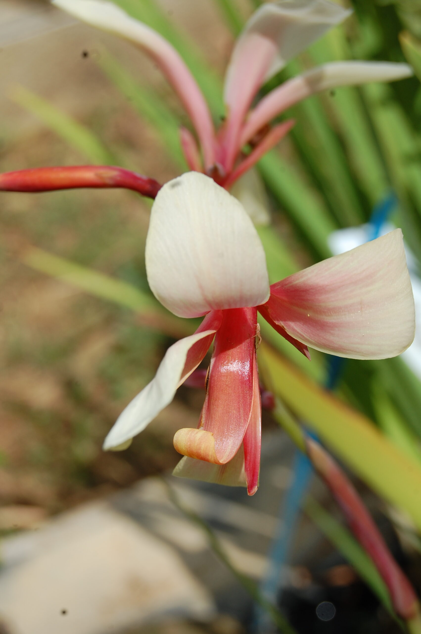 acheter canna Panache for sale buy on line (1)