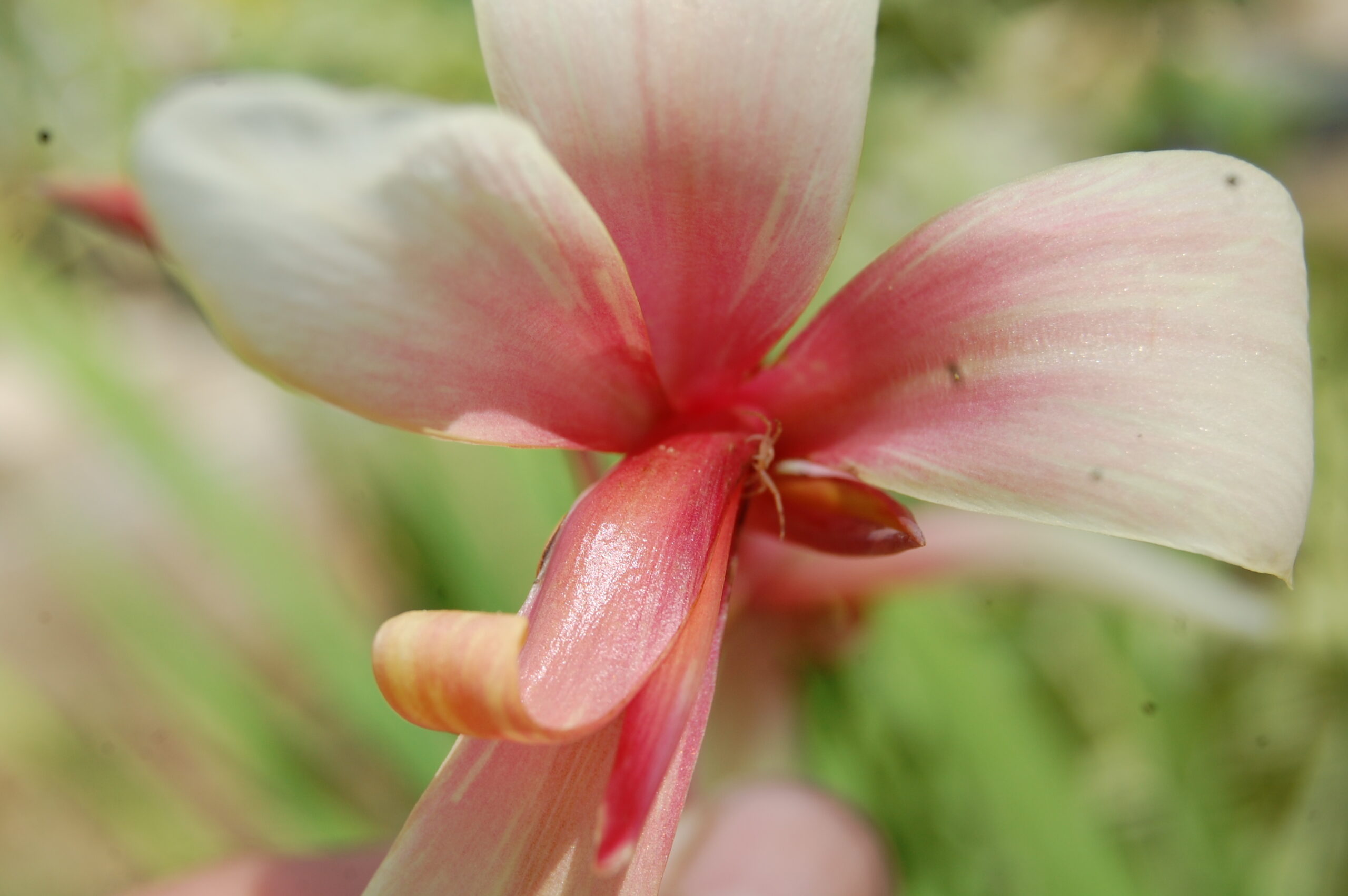 acheter canna Panache for sale buy on line (2)