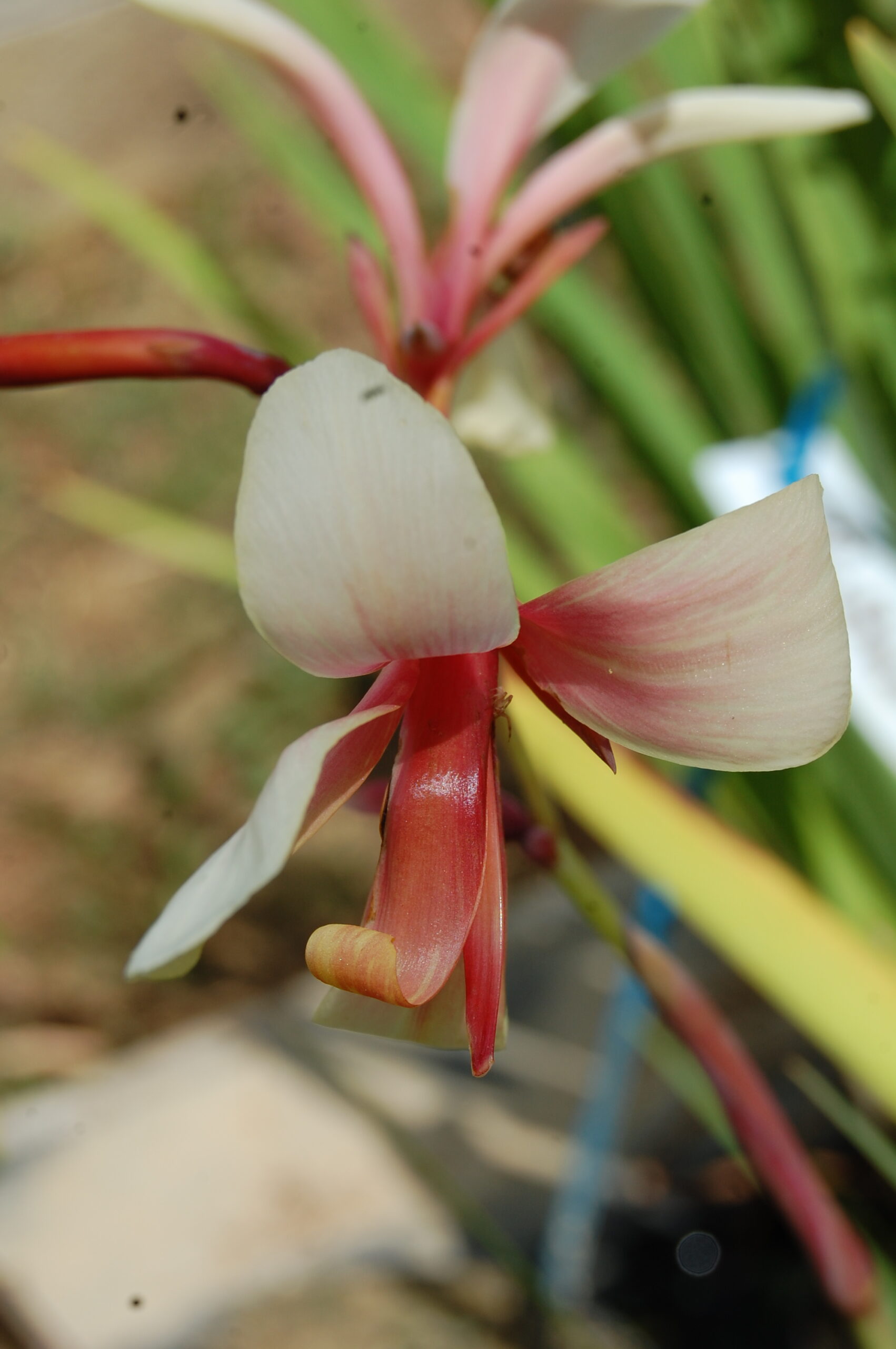 acheter canna Panache for sale buy on line (3)