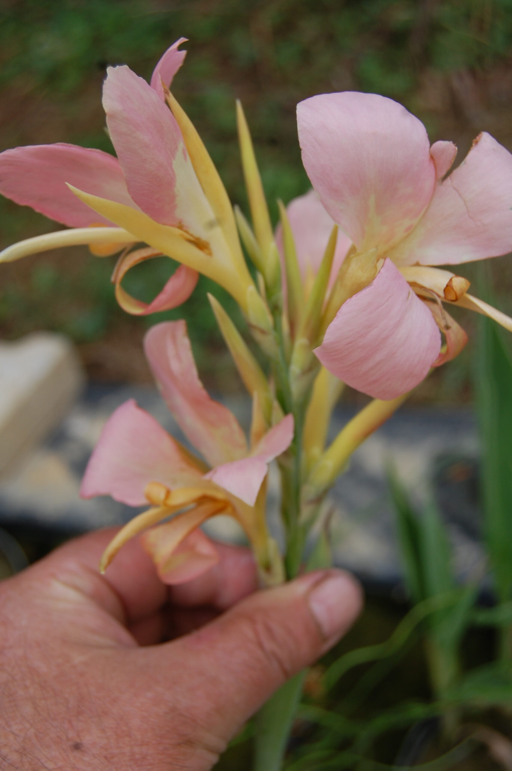 acheter canna Peach Delight for sale buy on line (1)
