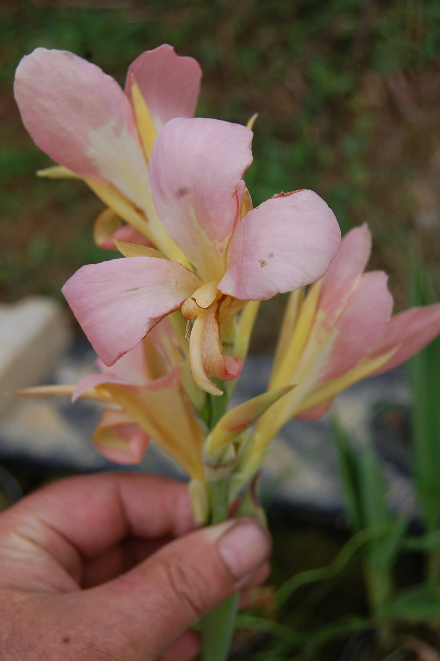 acheter canna Peach Delight for sale buy on line (10)