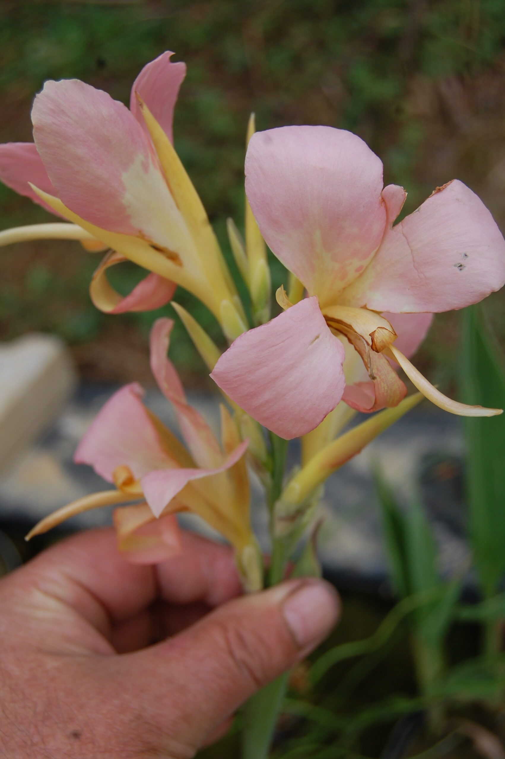 acheter canna Peach Delight for sale buy on line (12)