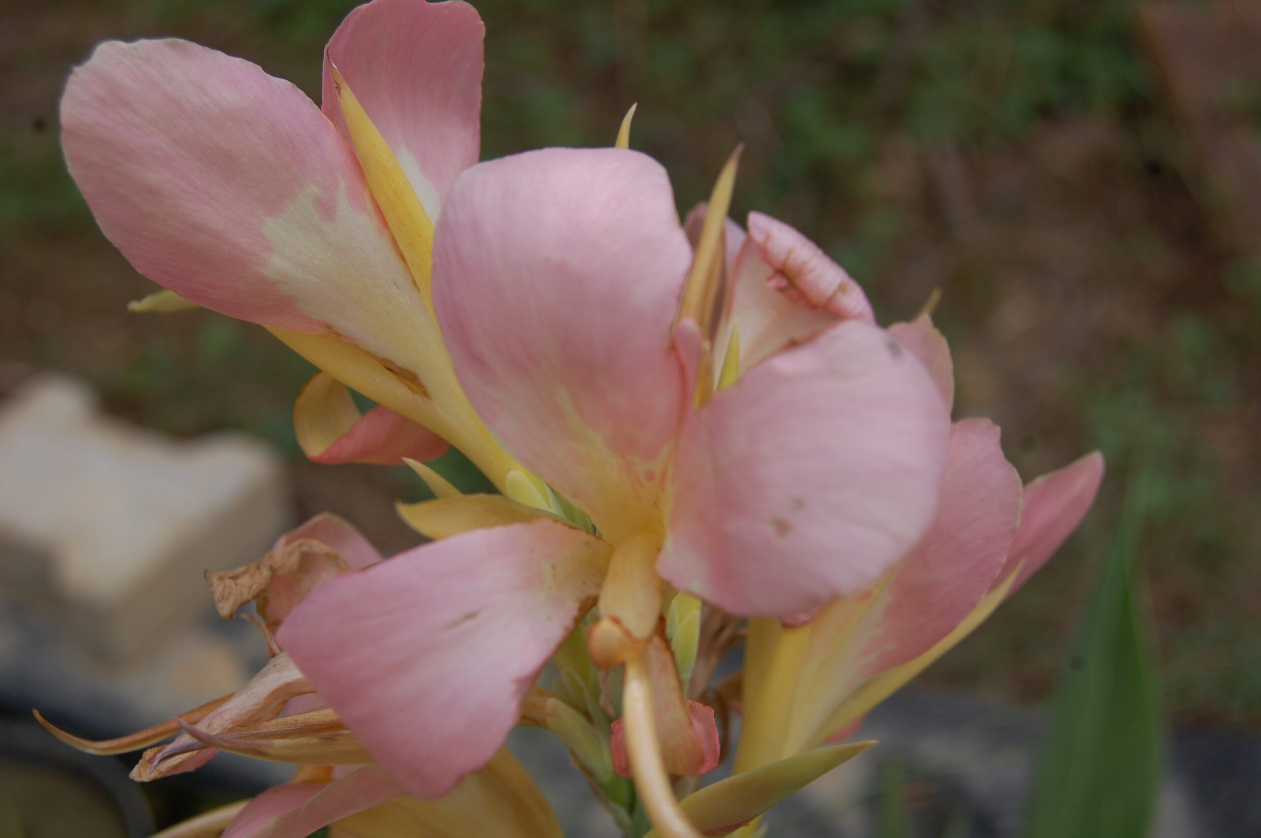 acheter canna Peach Delight for sale buy on line (2)