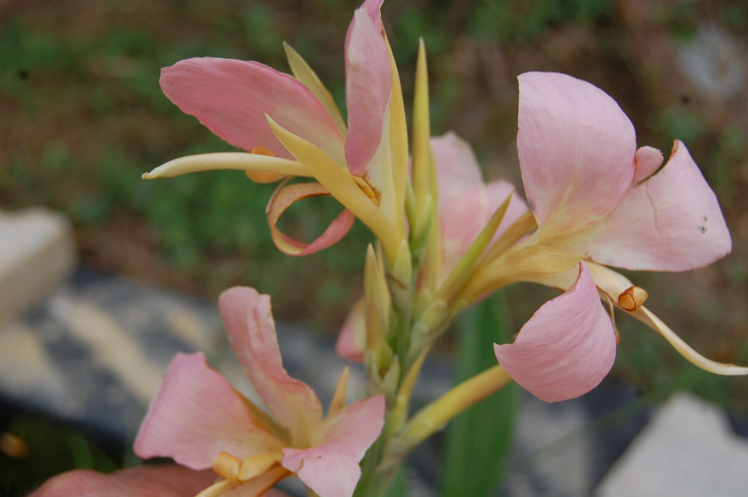 acheter canna Peach Delight for sale buy on line (3)