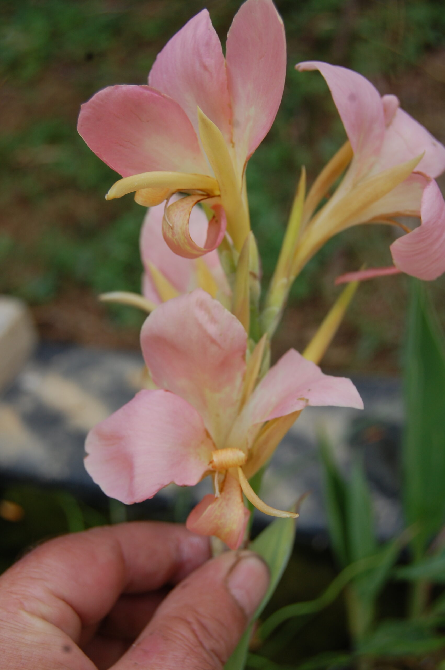 acheter canna Peach Delight for sale buy on line (4)