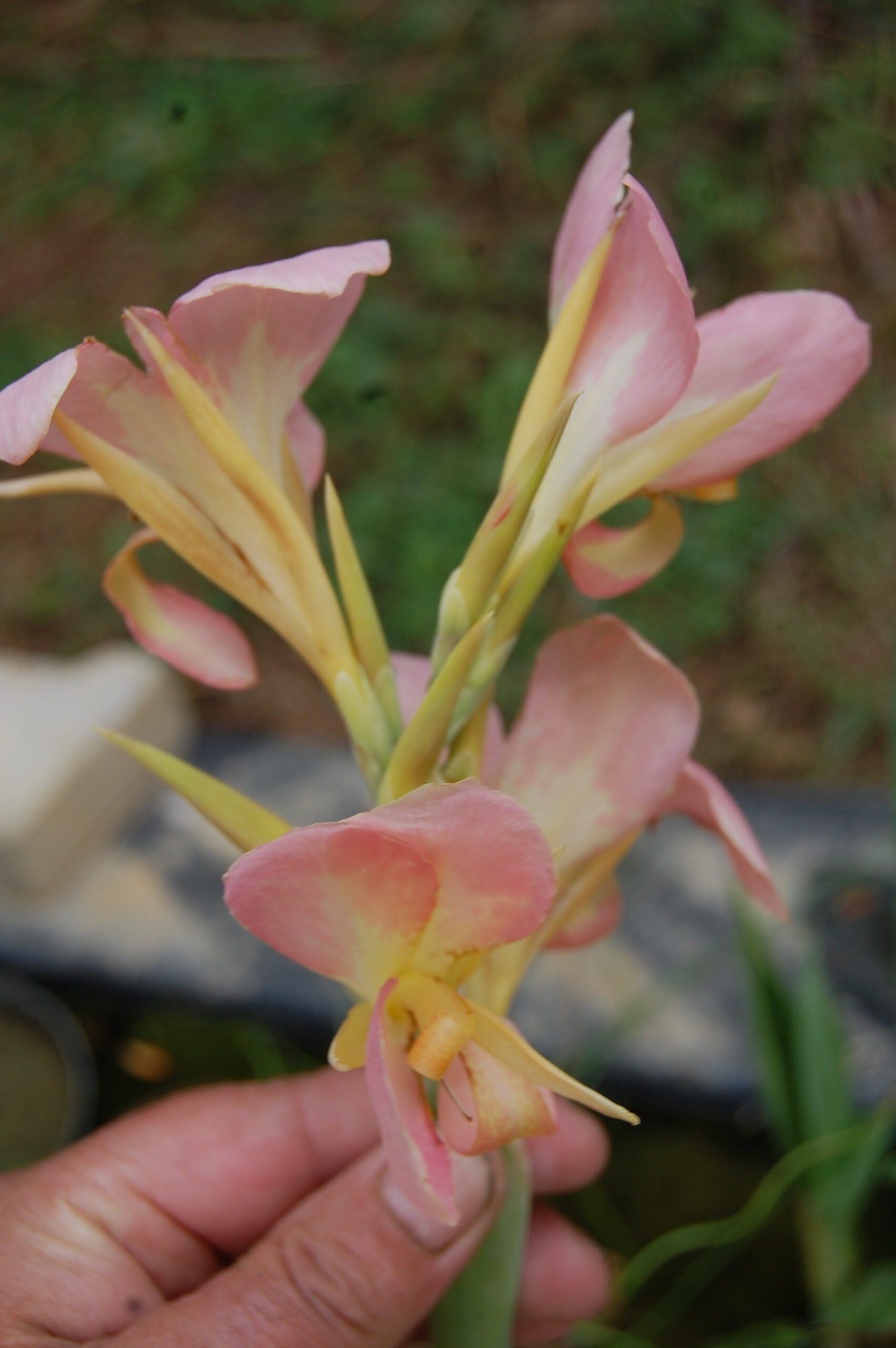 acheter canna Peach Delight for sale buy on line (7)