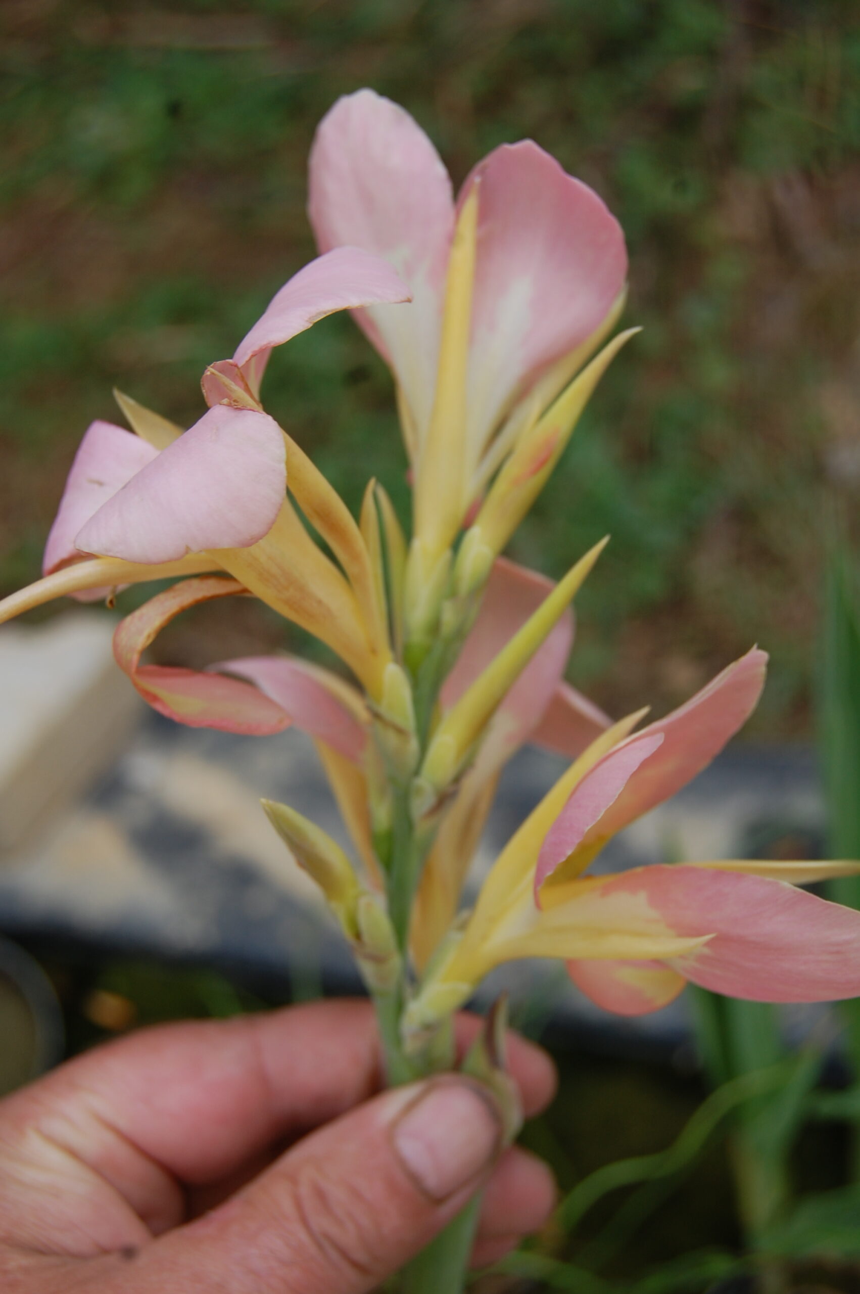 acheter canna Peach Delight for sale buy on line (8)