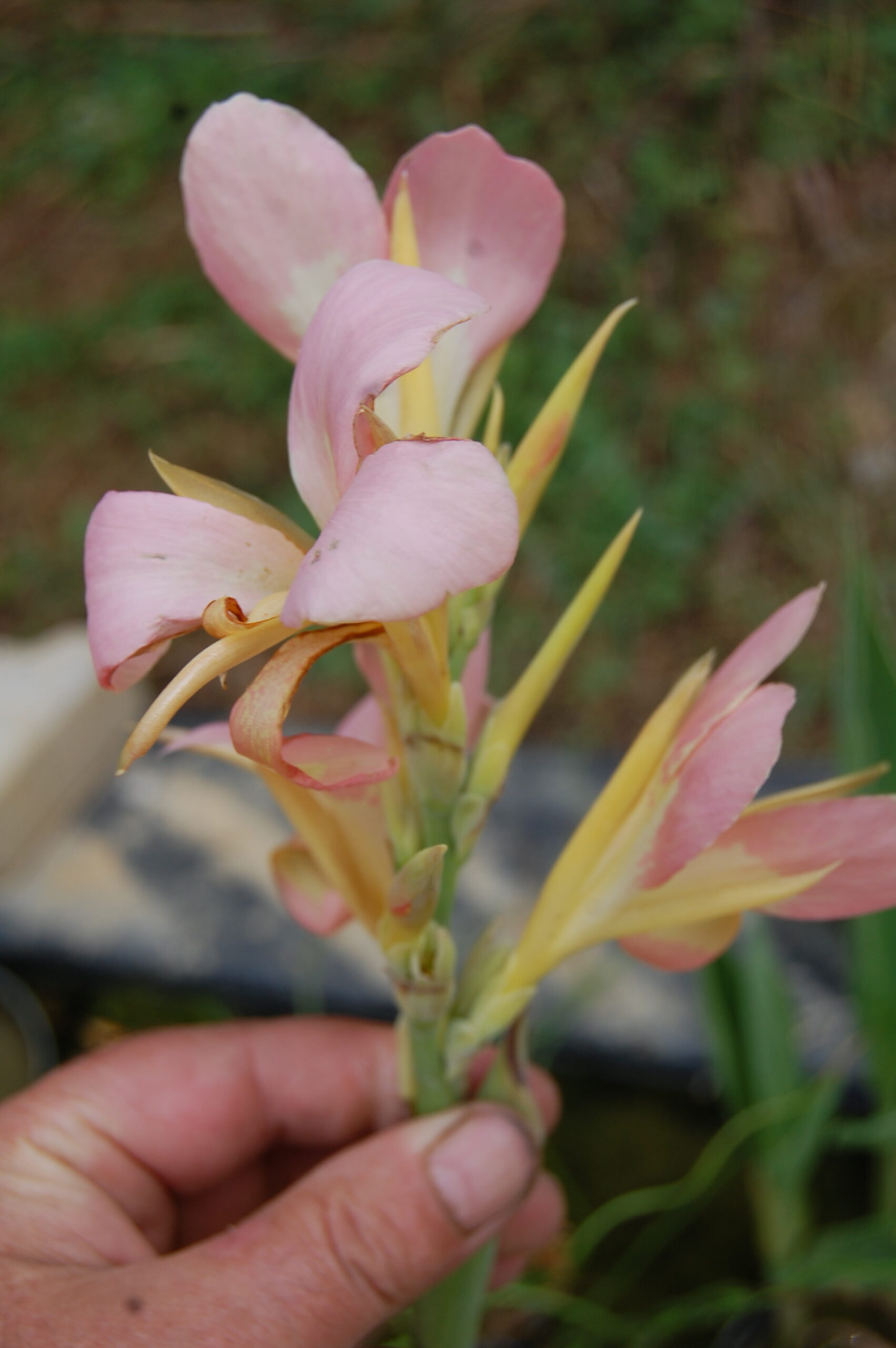 acheter canna Peach Delight for sale buy on line (9)