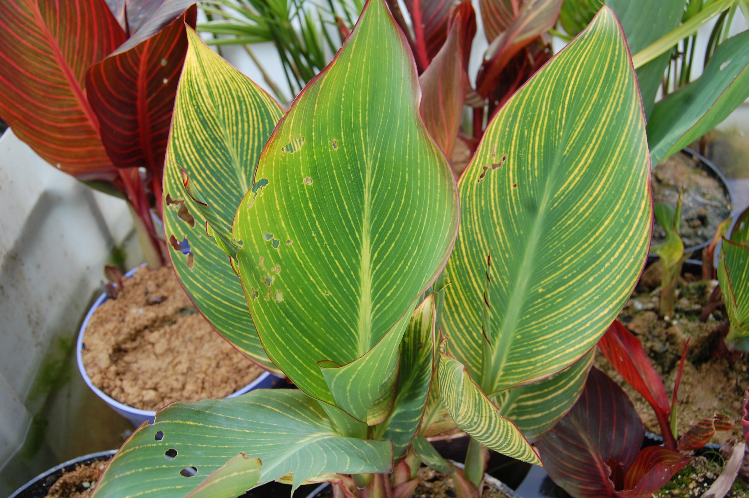 acheter canna Striata (2)