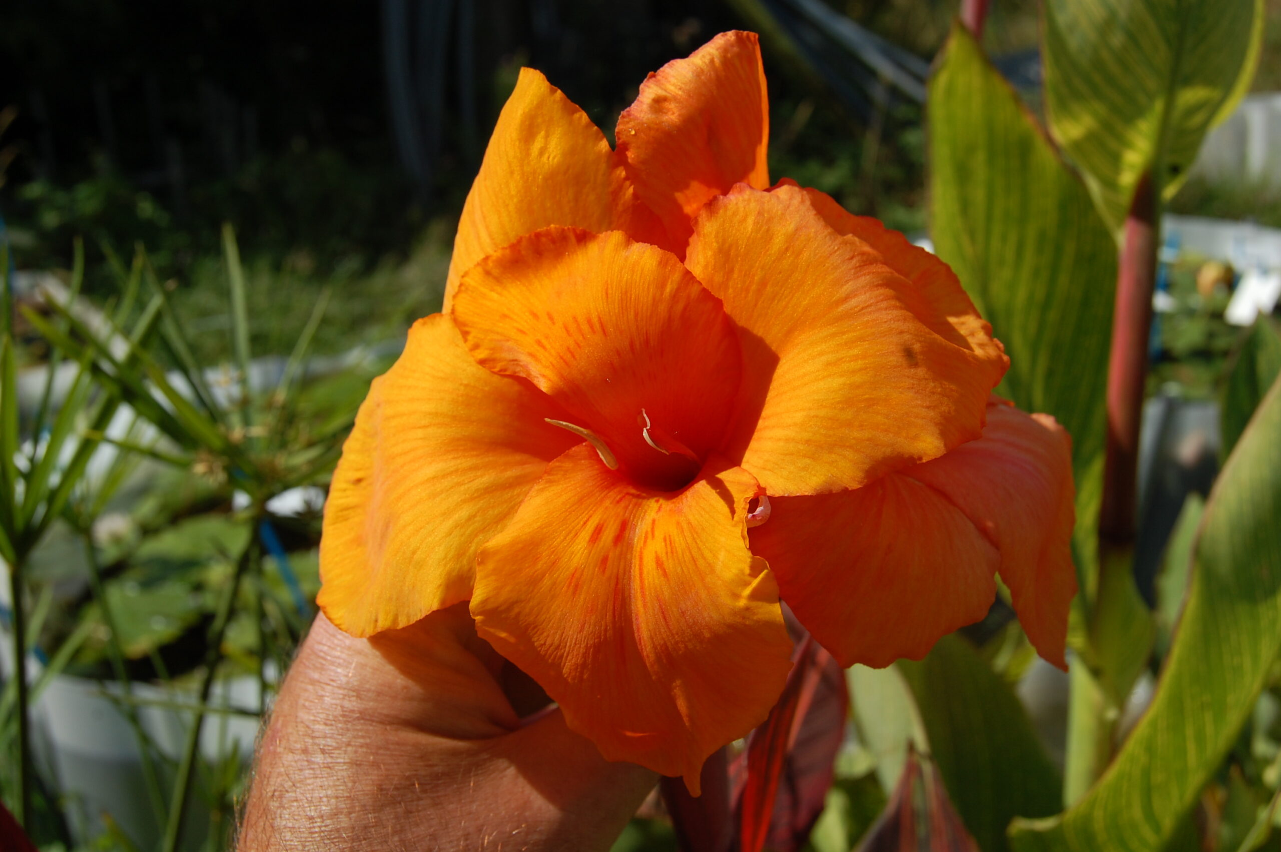 acheter canna Striata (4)