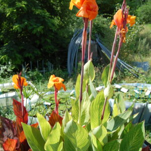acheter canna Striata (5)