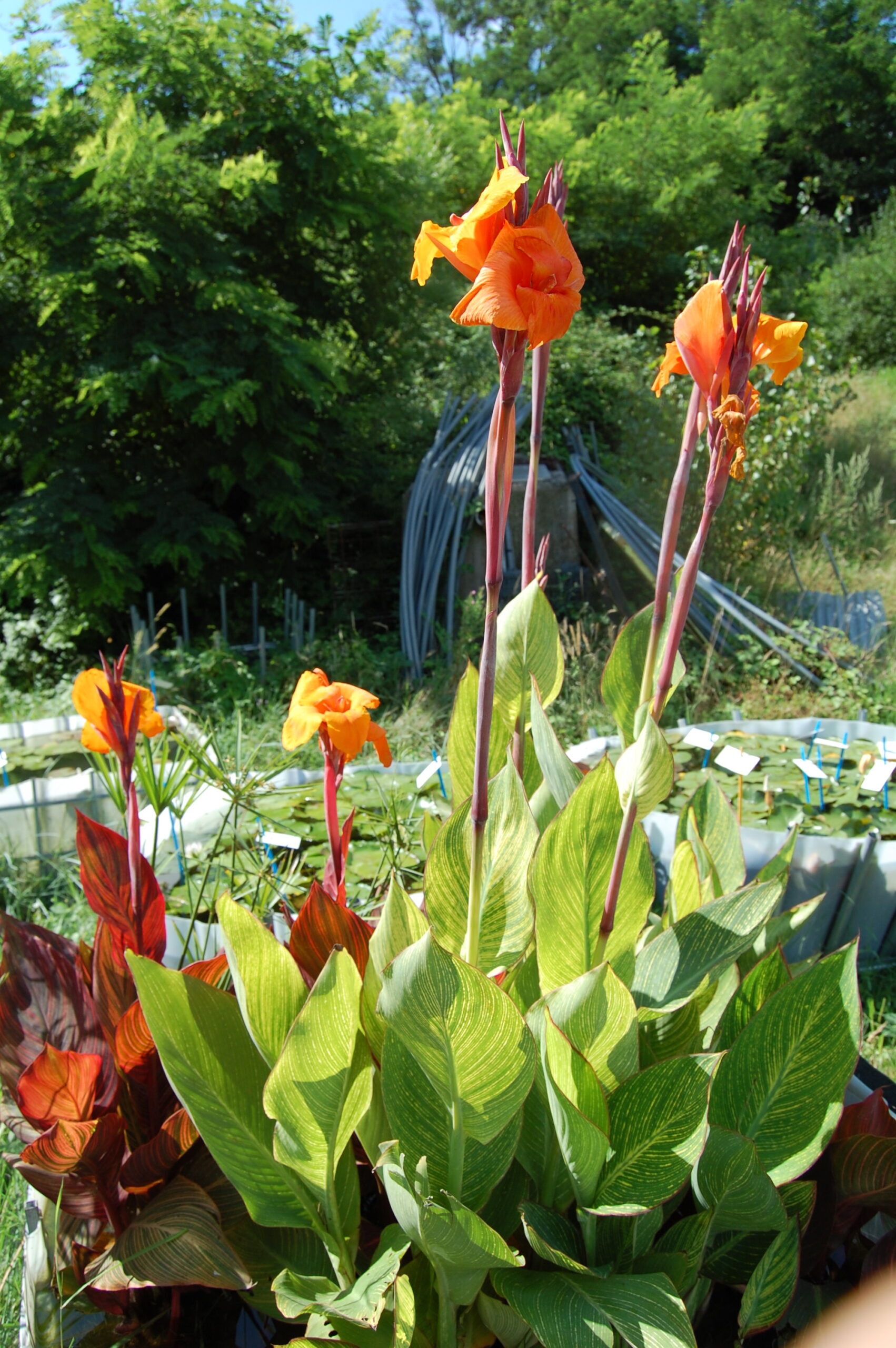 acheter canna Striata (5)