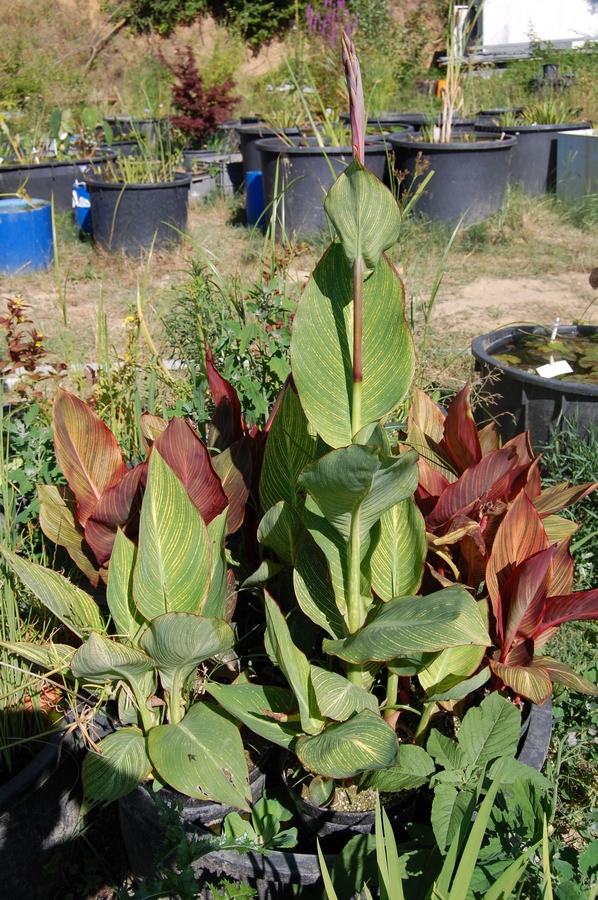 acheter canna Striata (7)