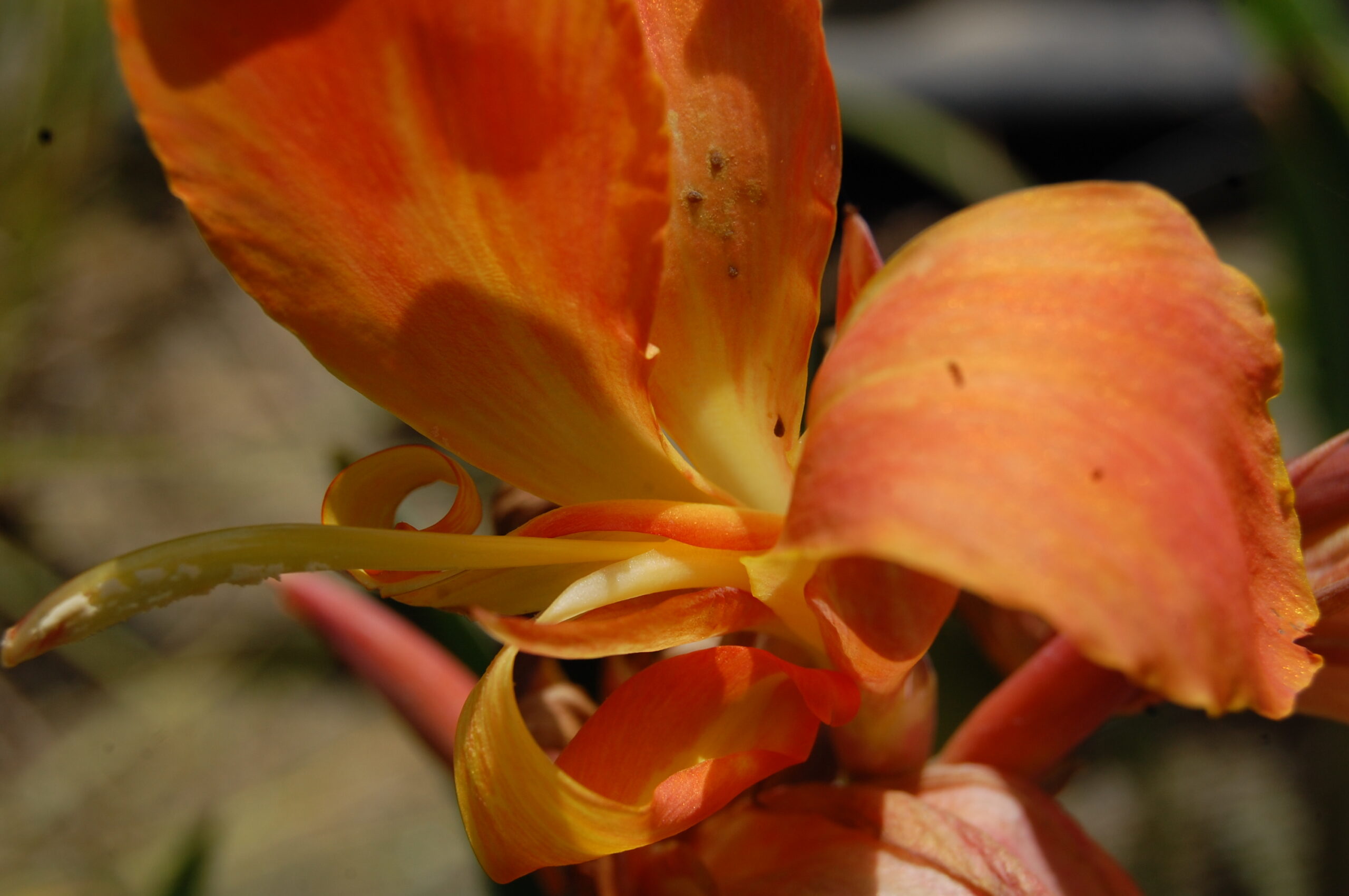 acheter canna Taney for sale buy ob line (22)